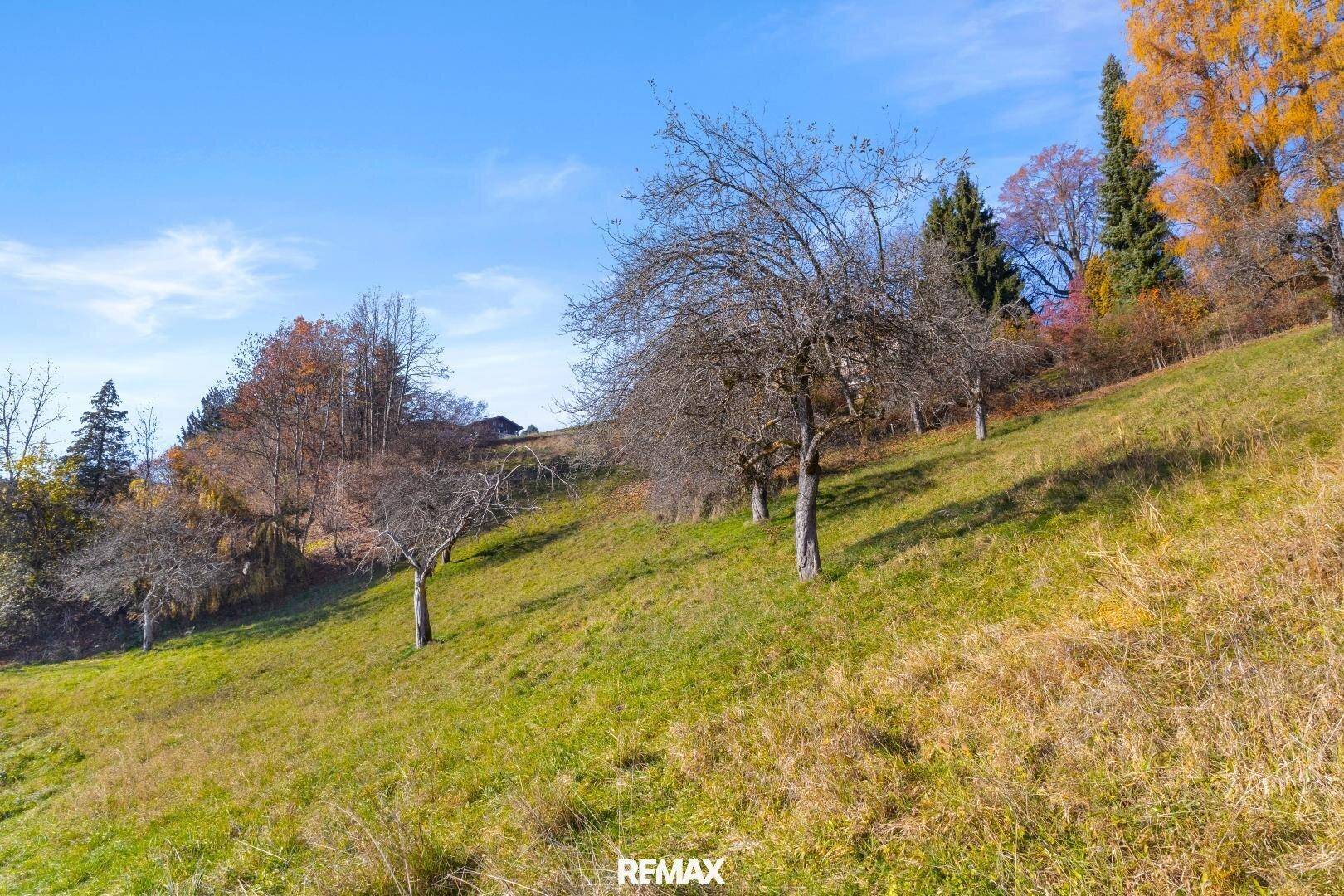 Hügeliges Grundstück mit spärlicher Vegetation und einigen Obstbäumen unter blauem Himmel.