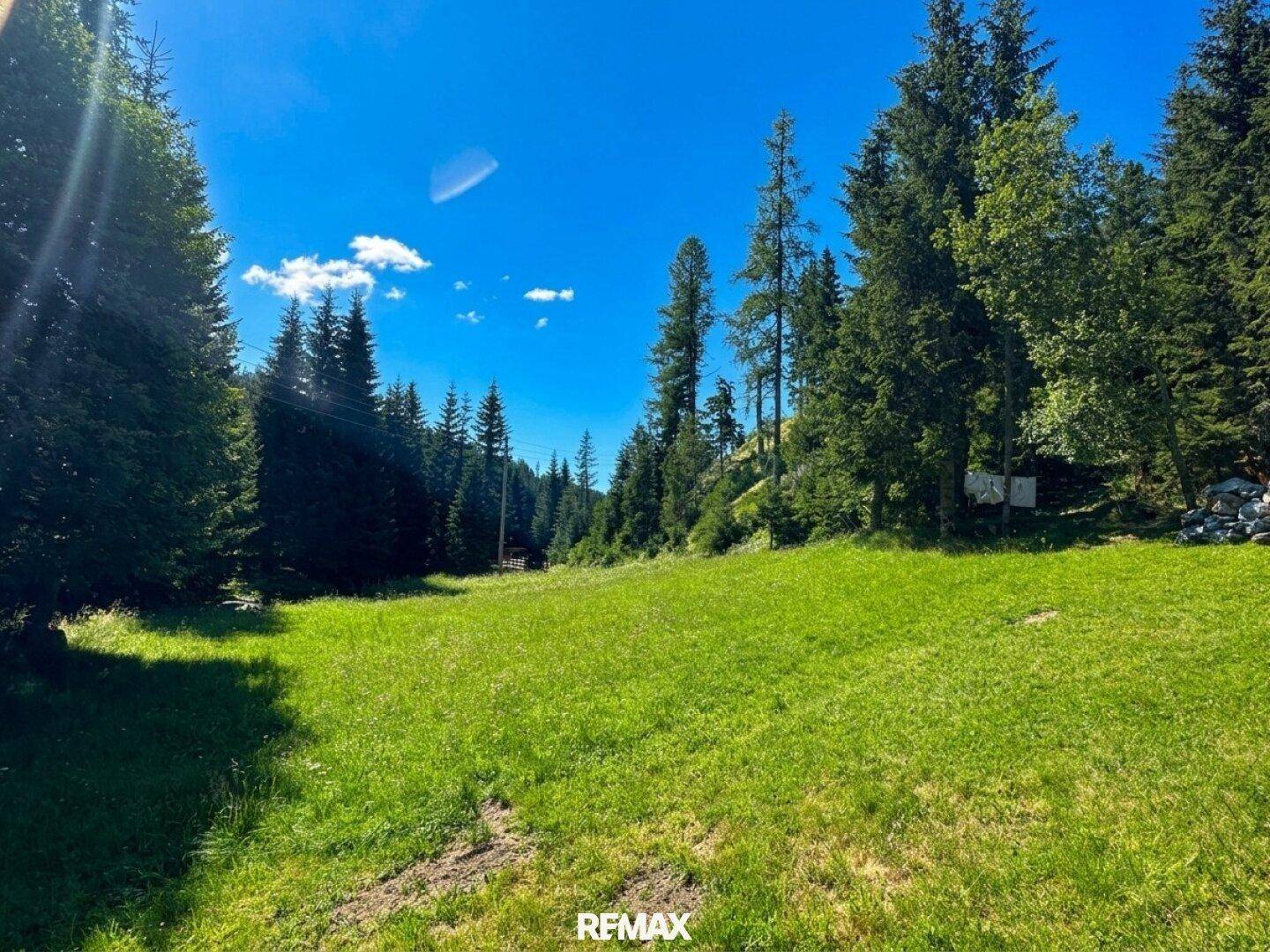 Weitläufige grüne Wiese, umgeben von dichtem Nadelwald unter blauem Himmel.