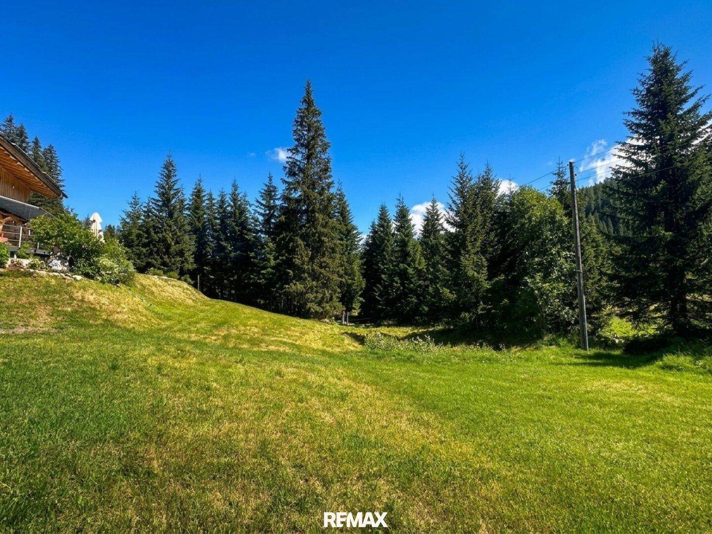 Weitläufige Rasenfläche umgeben von dichtem Nadelwald unter strahlend blauem Himmel.