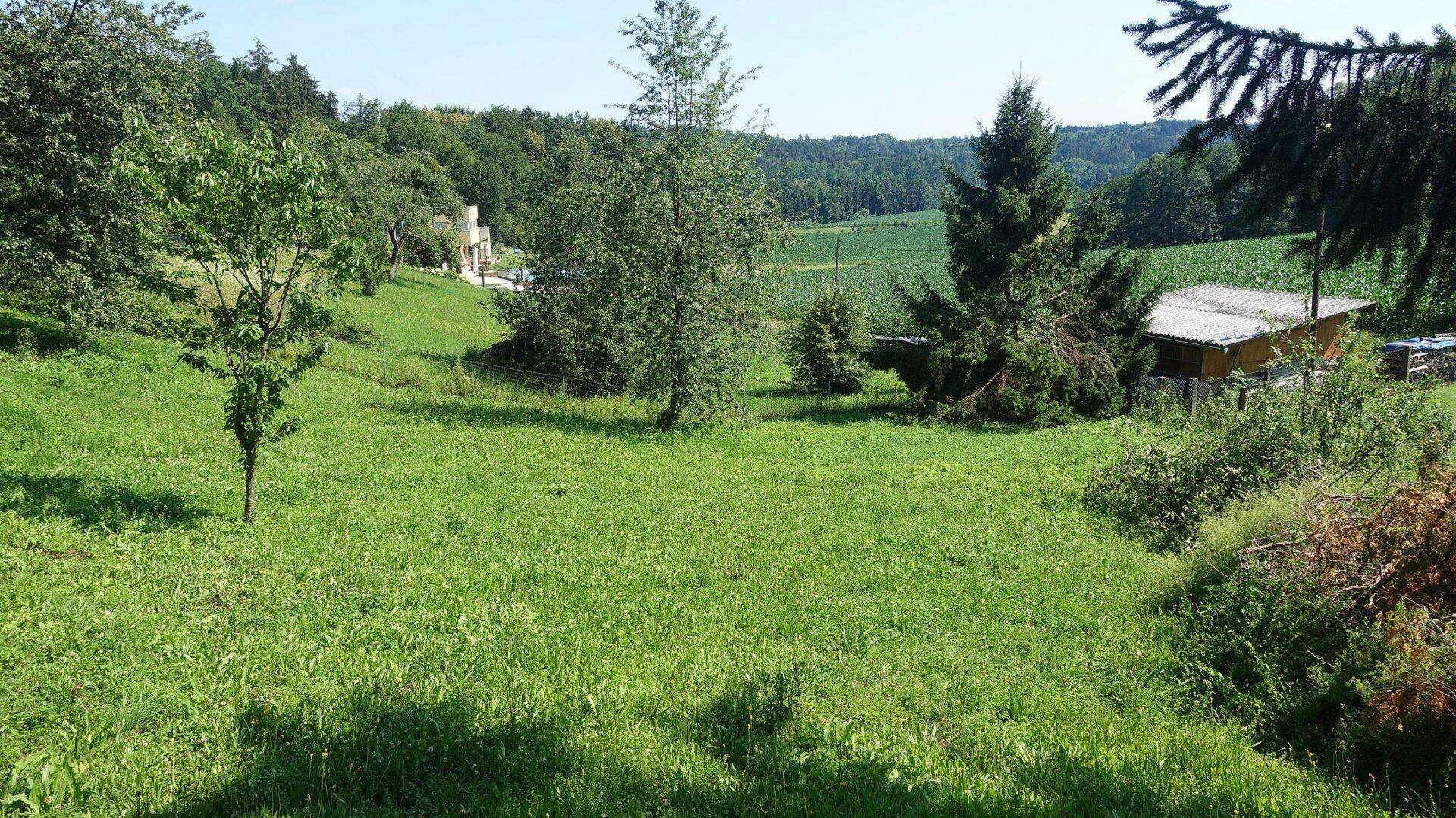 Weitläufige grüne Wiese mit Bäumen und Blick auf Felder und Wald in der Ferne.