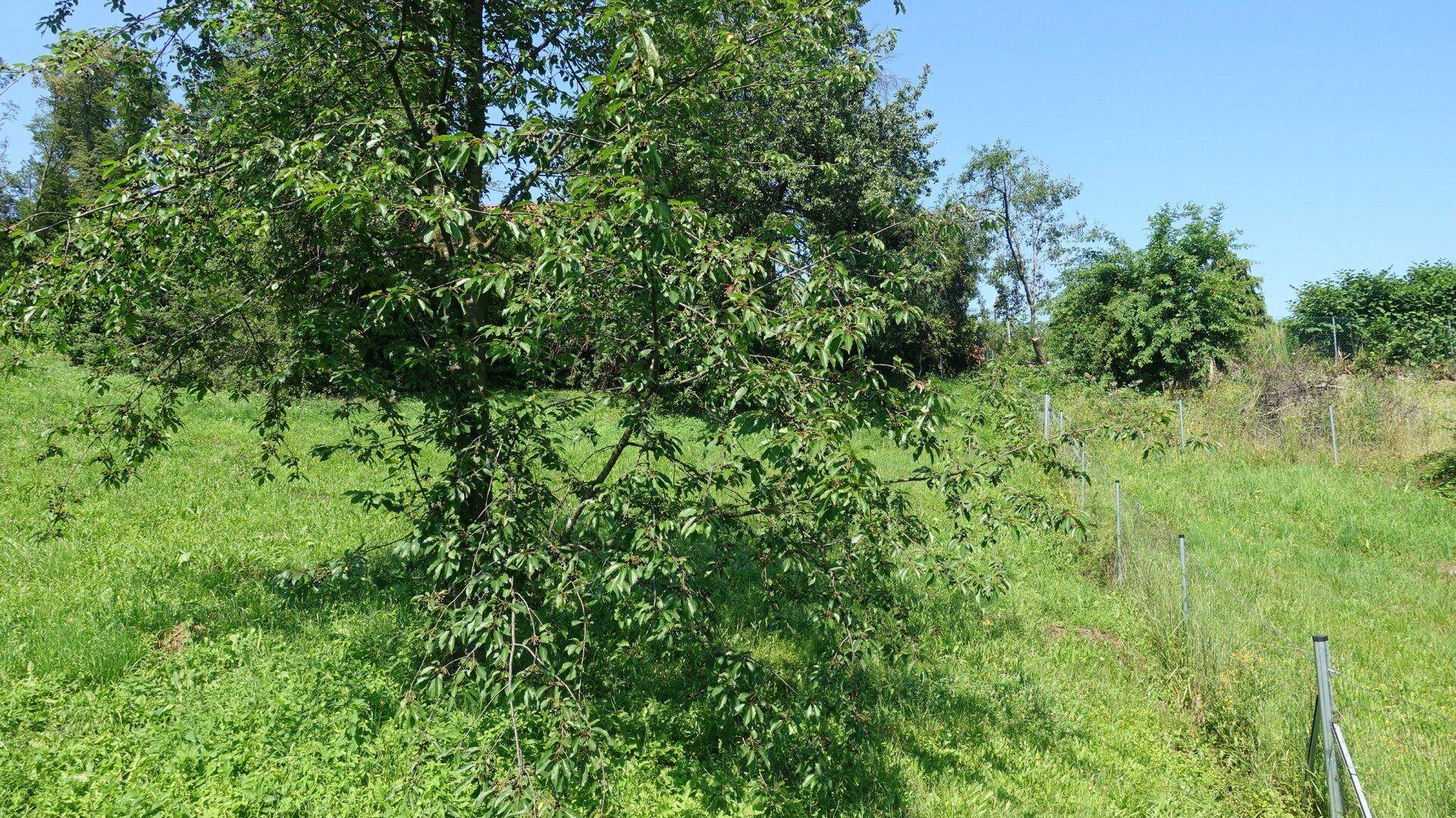 Junger Obstbaum auf einer grünen Wiese mit leichtem Hang unter strahlend blauem Himmel.