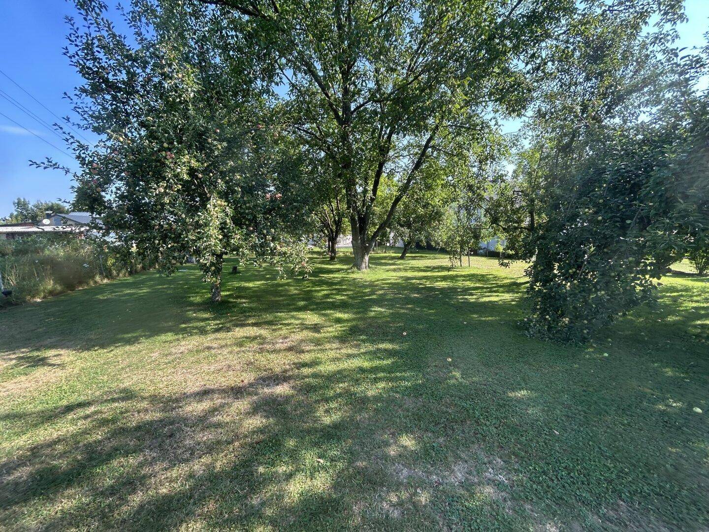 Großer, sonniger Garten mit altem Baumbestand und weitläufiger Rasenfläche.