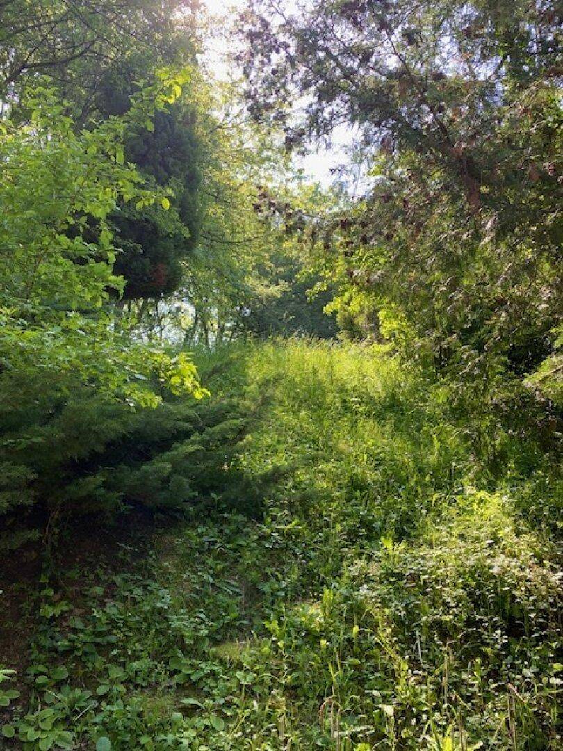 Üppig bewachsener Gartenbereich mit hohen Gräsern und Bäumen, durchflutet von Sonnenlicht.