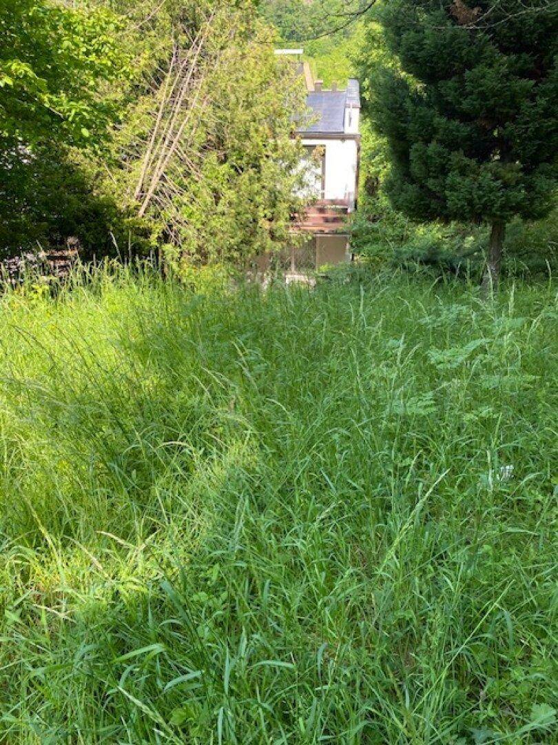 Weite, überwachsene Wiese mit einem Gebäude im Hintergrund, umgeben von Bäumen und Natur.