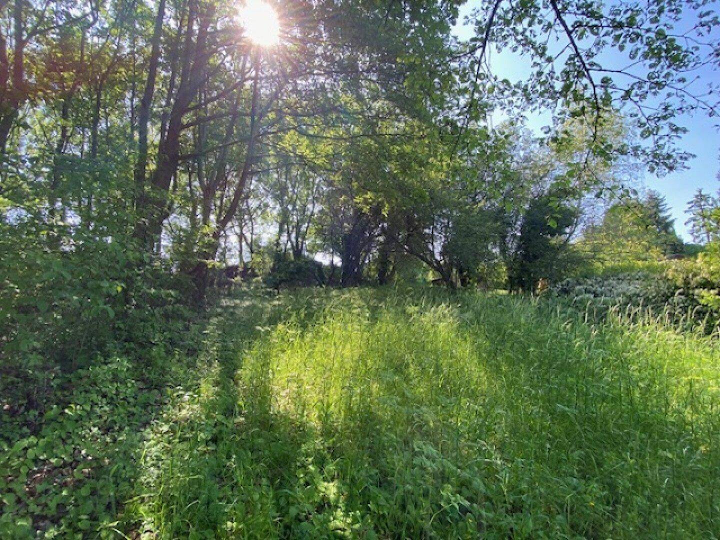 Sonnenverwöhnte, überwachsene Wiese mit Bäumen, die ein natürliches und idyllisches Ambiente schafft.