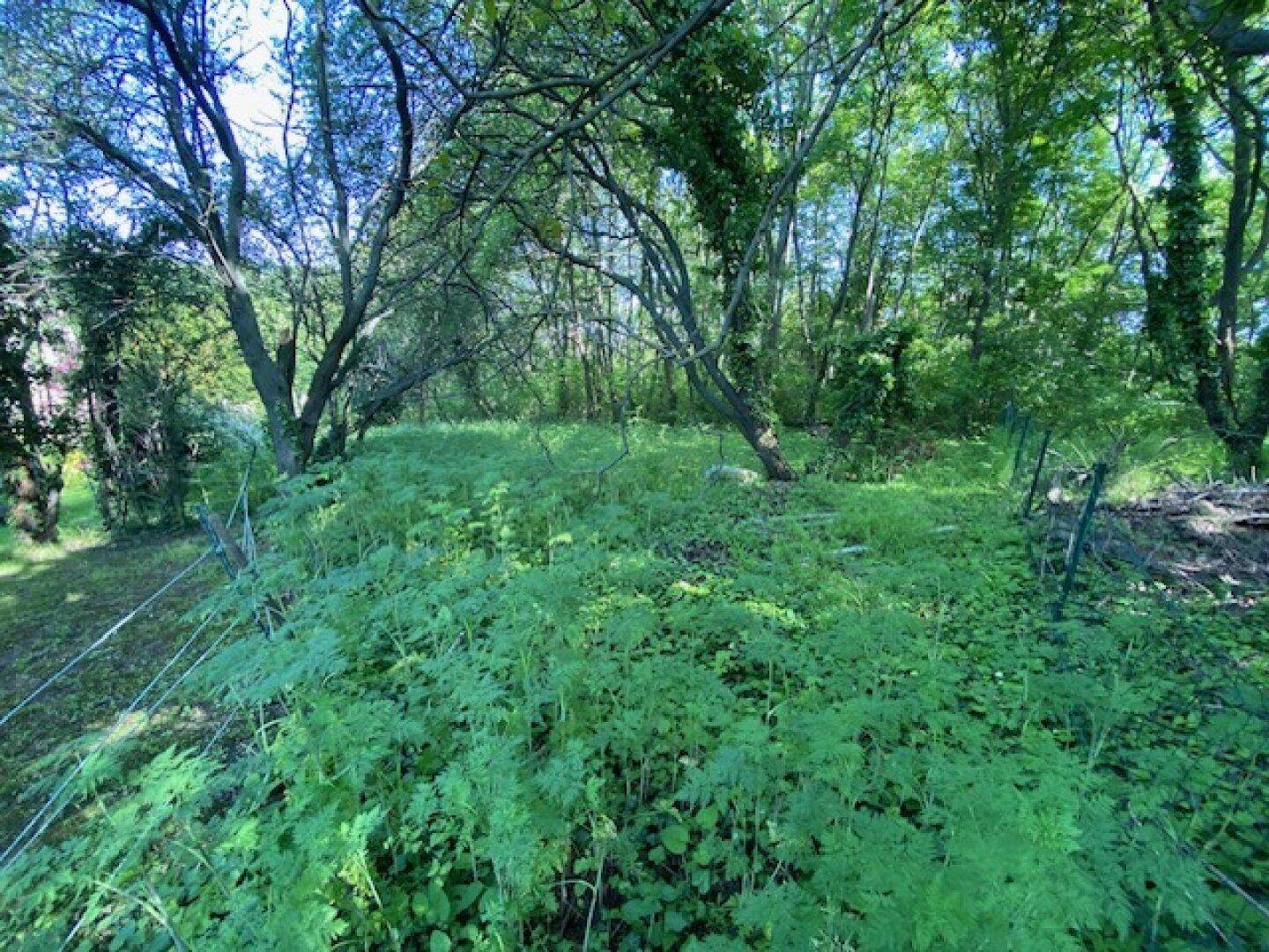 Dichter, grüner Bewuchs mit Bäumen und Unterholz, der einen naturnahen Gartenbereich darstellt.