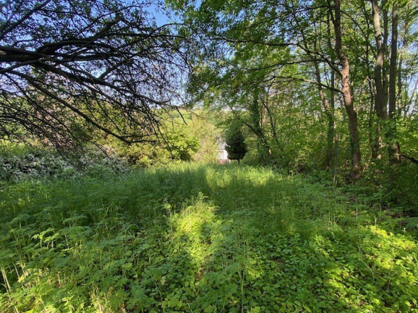 Sonnenbeschienener, grüner Gartenbereich mit hohen Gräsern und Bäumen, der eine natürliche Umgebung bietet.