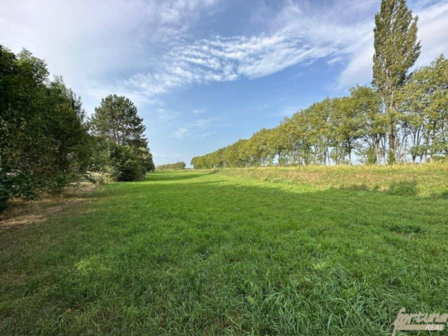 Ausgedehnte grüne Wiese mit Baumreihen an den Seiten unter einem weiten blauen Himmel.