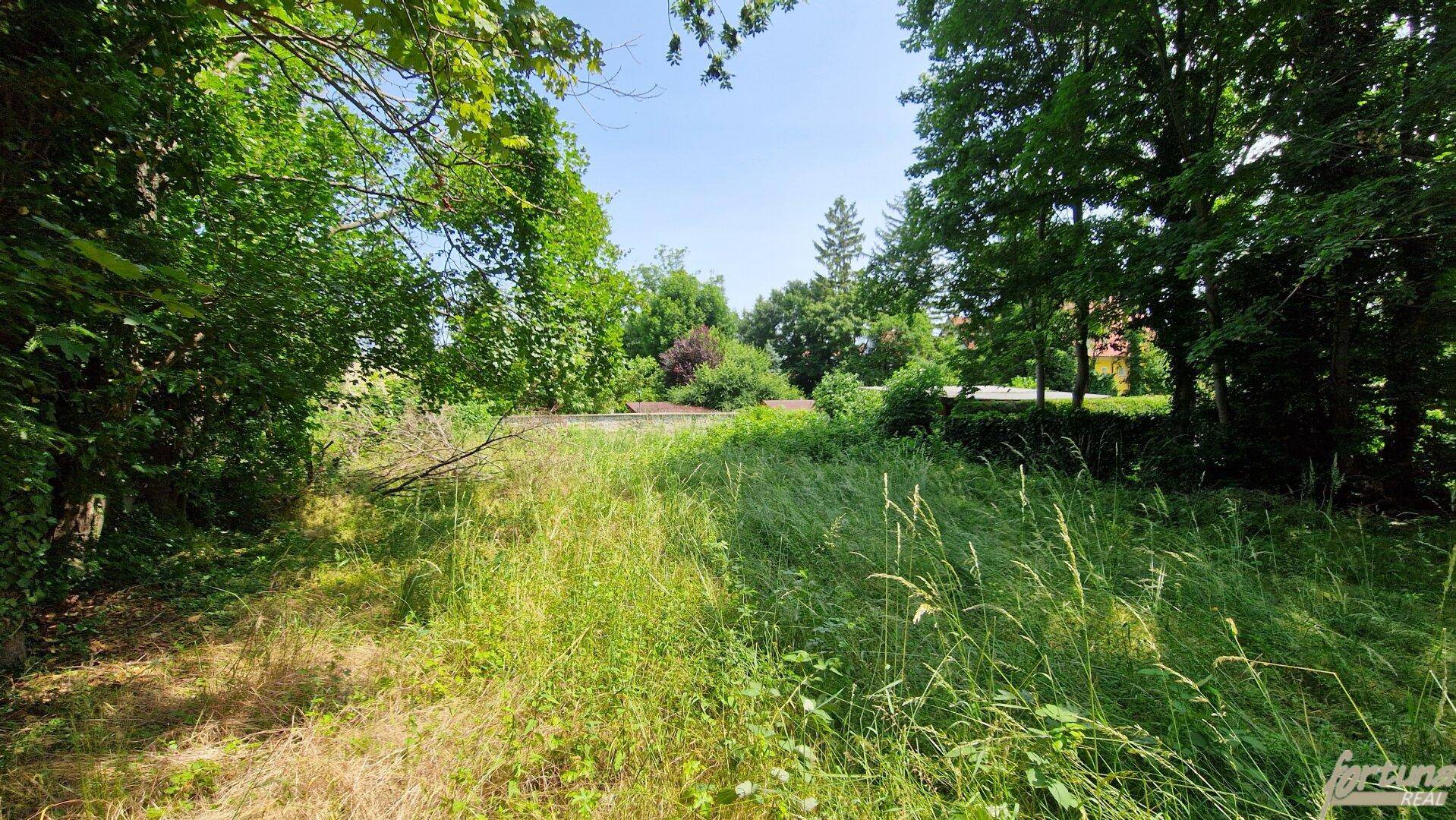 Wilder Gartenbereich mit hohen Gräsern und dichtem Baumbestand, ideal für Naturliebhaber.