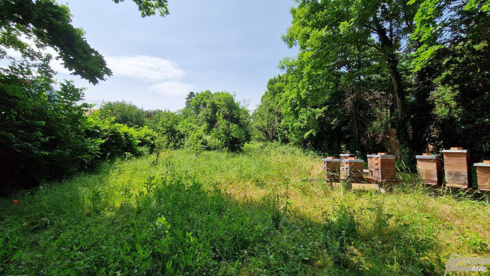 Naturbelassener Gartenbereich mit hohen Gräsern, Bäumen und Bienenstöcken unter blauem Himmel.