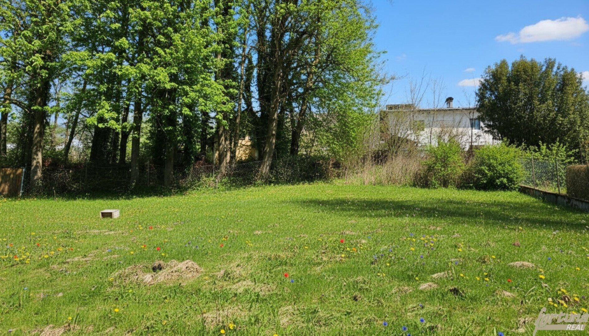 Grüne Wiese mit bunten Blumen, umgeben von Bäumen unter strahlend blauem Himmel.