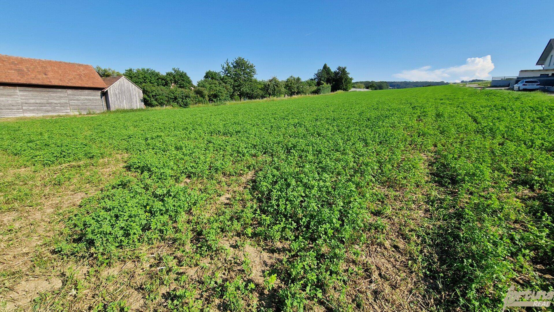 Weitläufiges grünes Feld mit einem Gebäude und Bäumen im Hintergrund unter strahlend blauem Himmel.