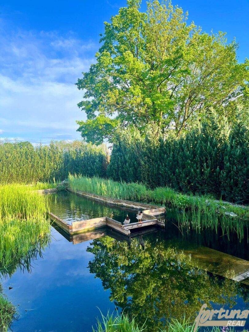Idyllischer Teich mit Enten auf einem Holzsteg, umgeben von üppiger Vegetation und klarem Himmel.