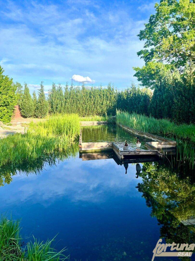 Ruhiger Gartenteich mit Enten und reflektierendem Wasser, umgeben von grünen Bäumen und Sträuchern.