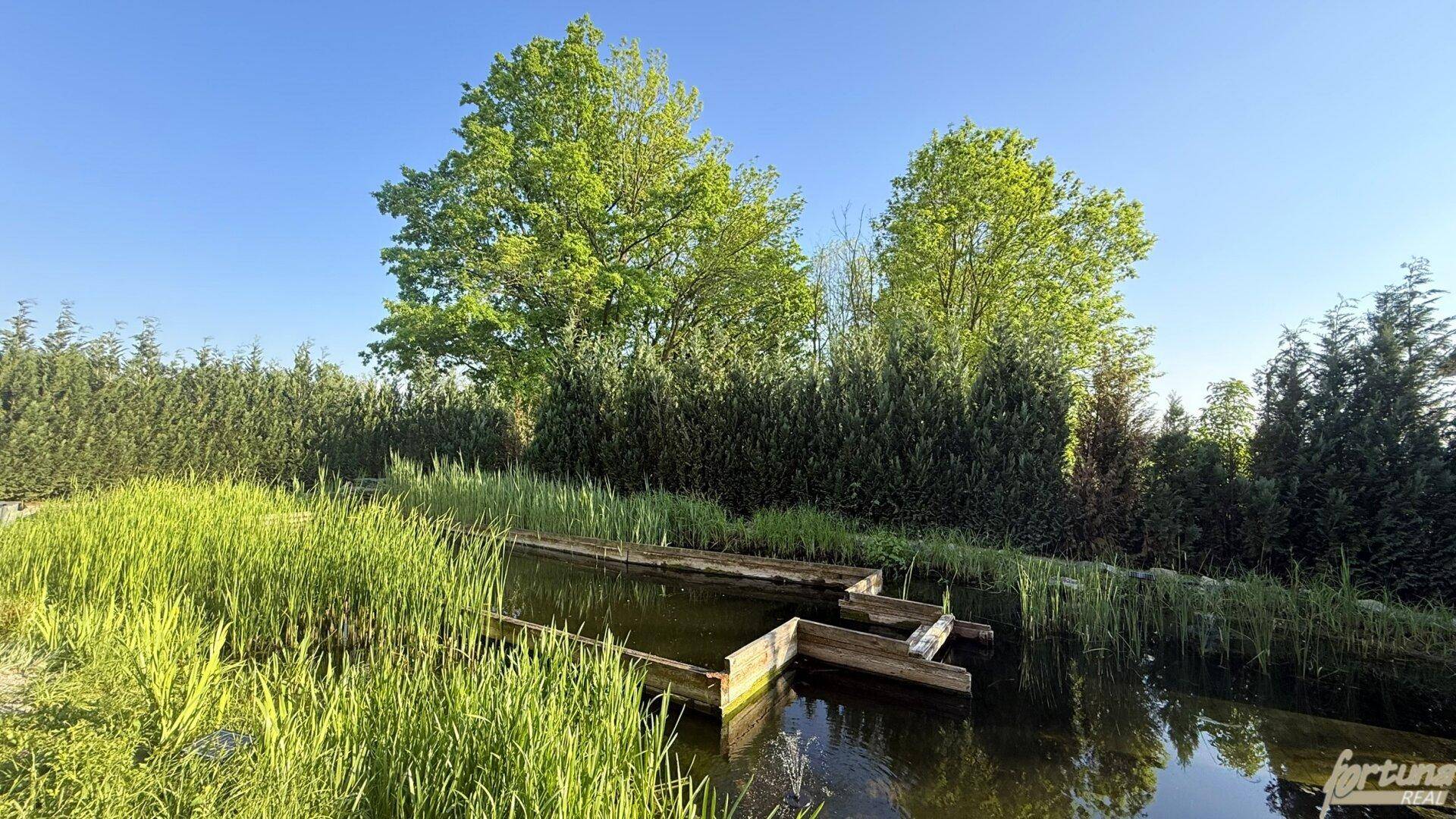 Natürlicher Teich mit Schilf und Holzstegen, umgeben von Bäumen und Hecken unter blauem Himmel.