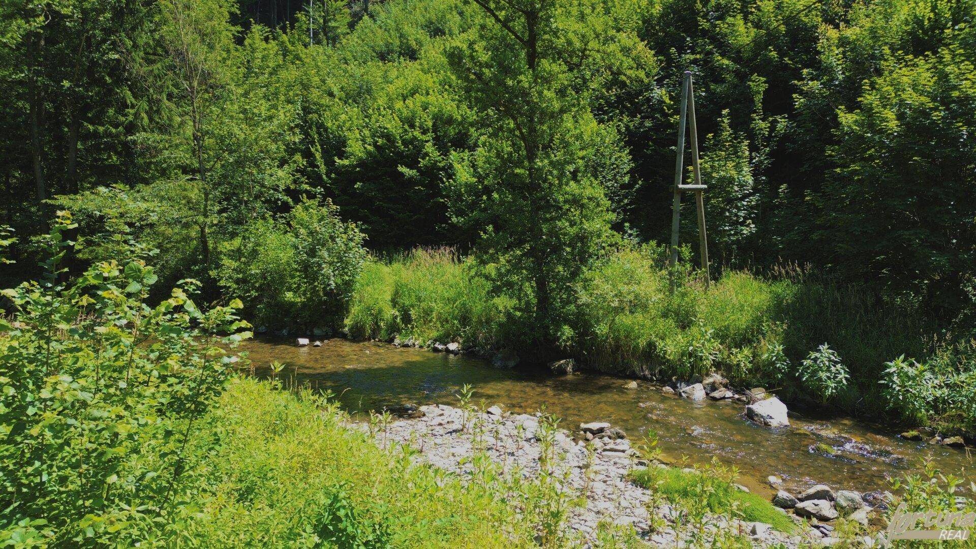 Natürlicher Bachlauf mit Felsen und üppiger Vegetation, umgeben von dichtem Wald.