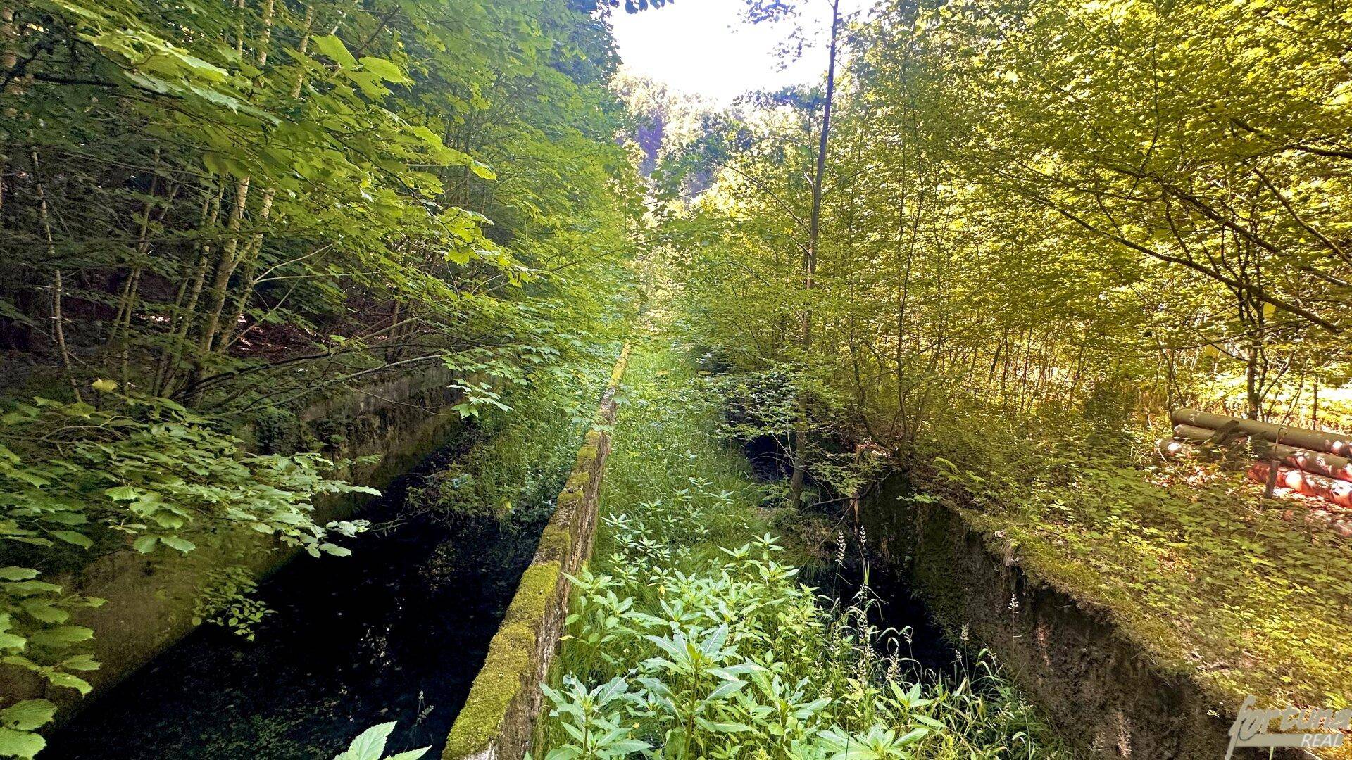 Überwachsene Betonkanäle, die auf die ehemalige Fischzuchtanlage in der natürlichen Umgebung hinweisen.
