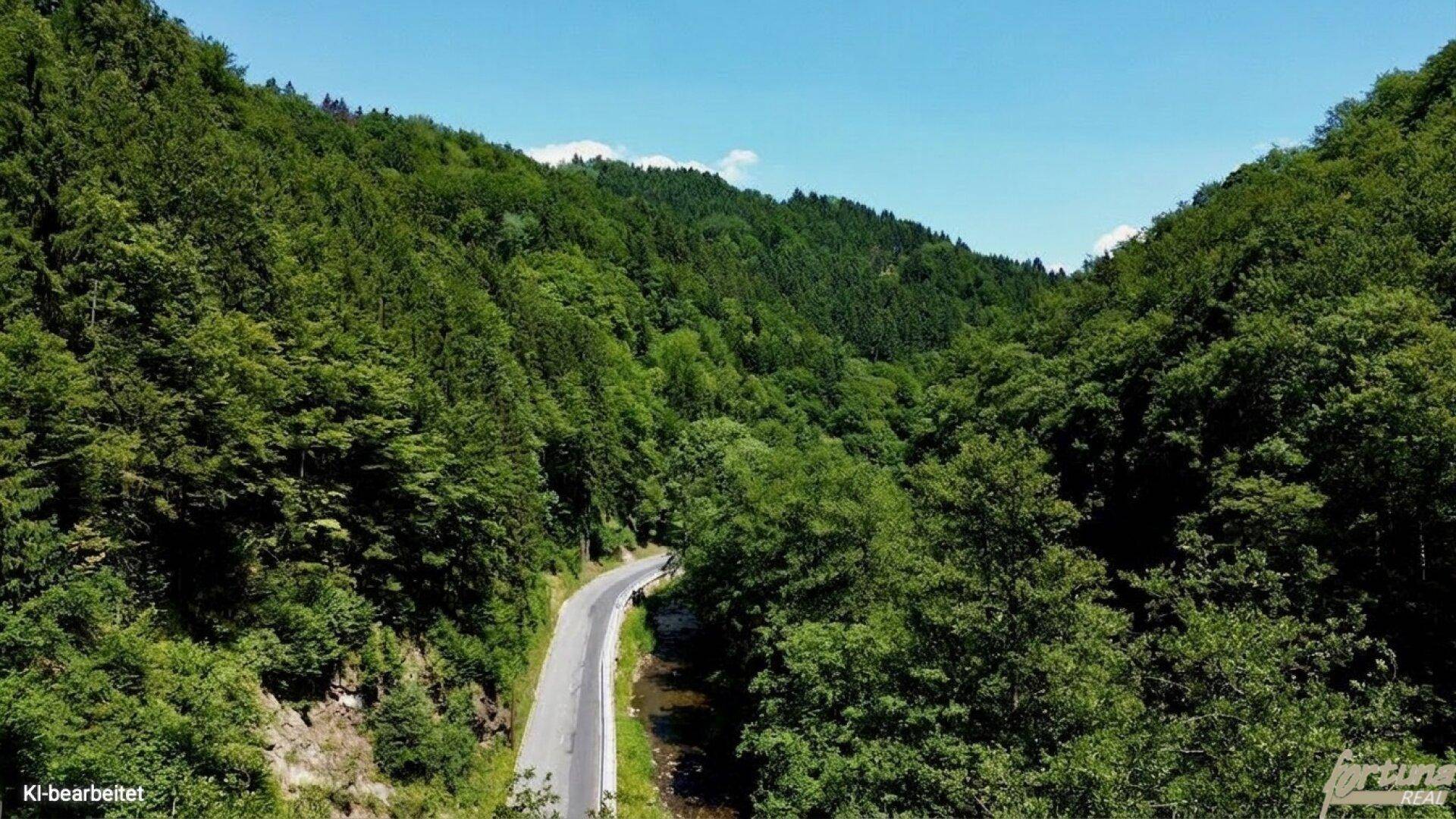 Malerische Straße schlängelt sich durch ein dicht bewaldetes Tal unter blauem Himmel.