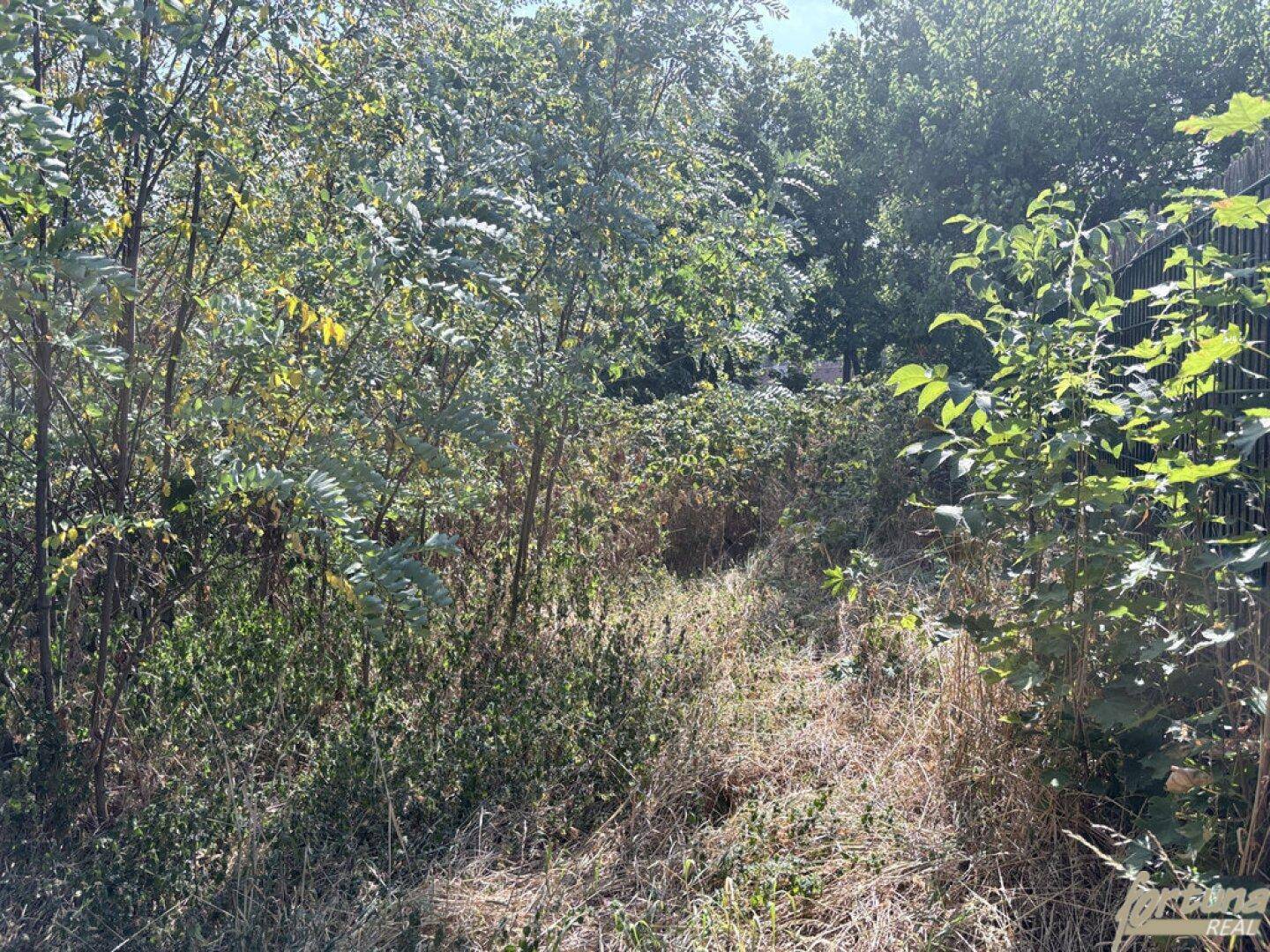 Dichte, wilde Vegetation und trockenes Gras entlang eines kaum sichtbaren Pfades.