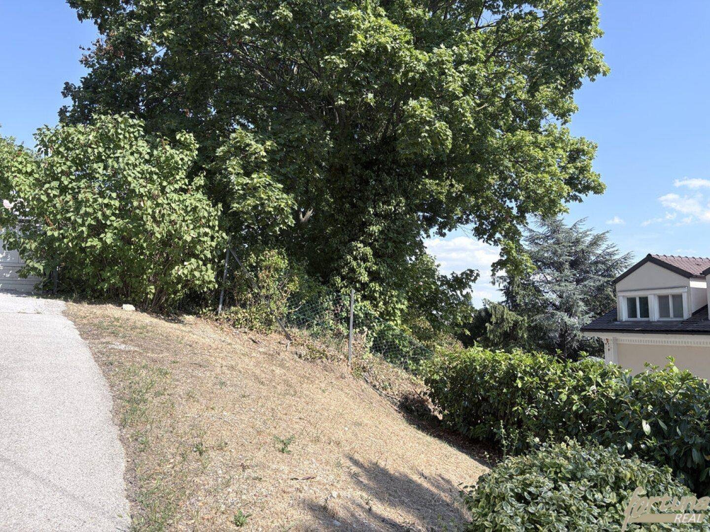 Großer Baum auf einem trockenen Hang neben einem gepflasterten Weg und einem Hausdach.