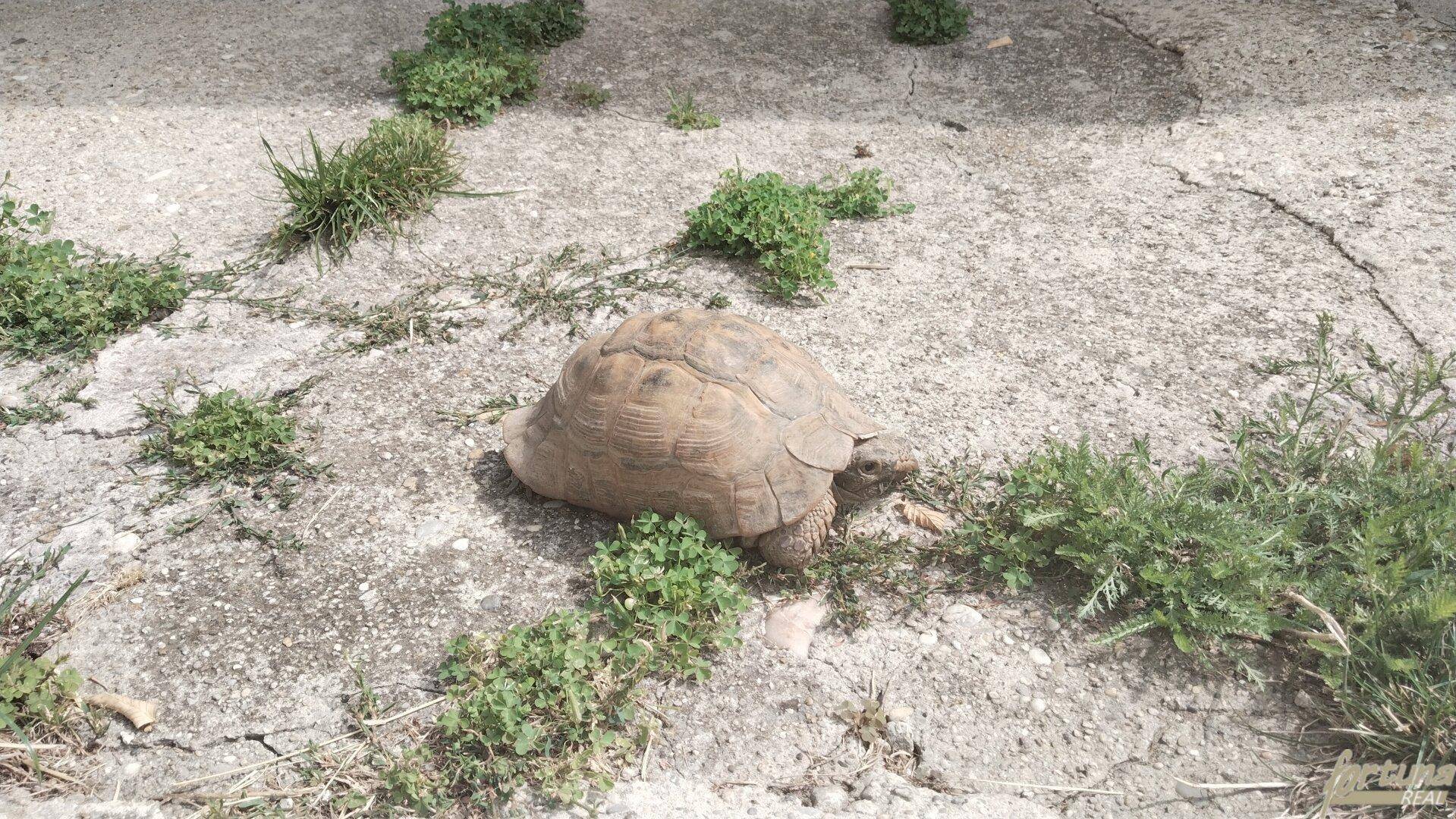 Johanna - 100 Jahre alte Schildkröte