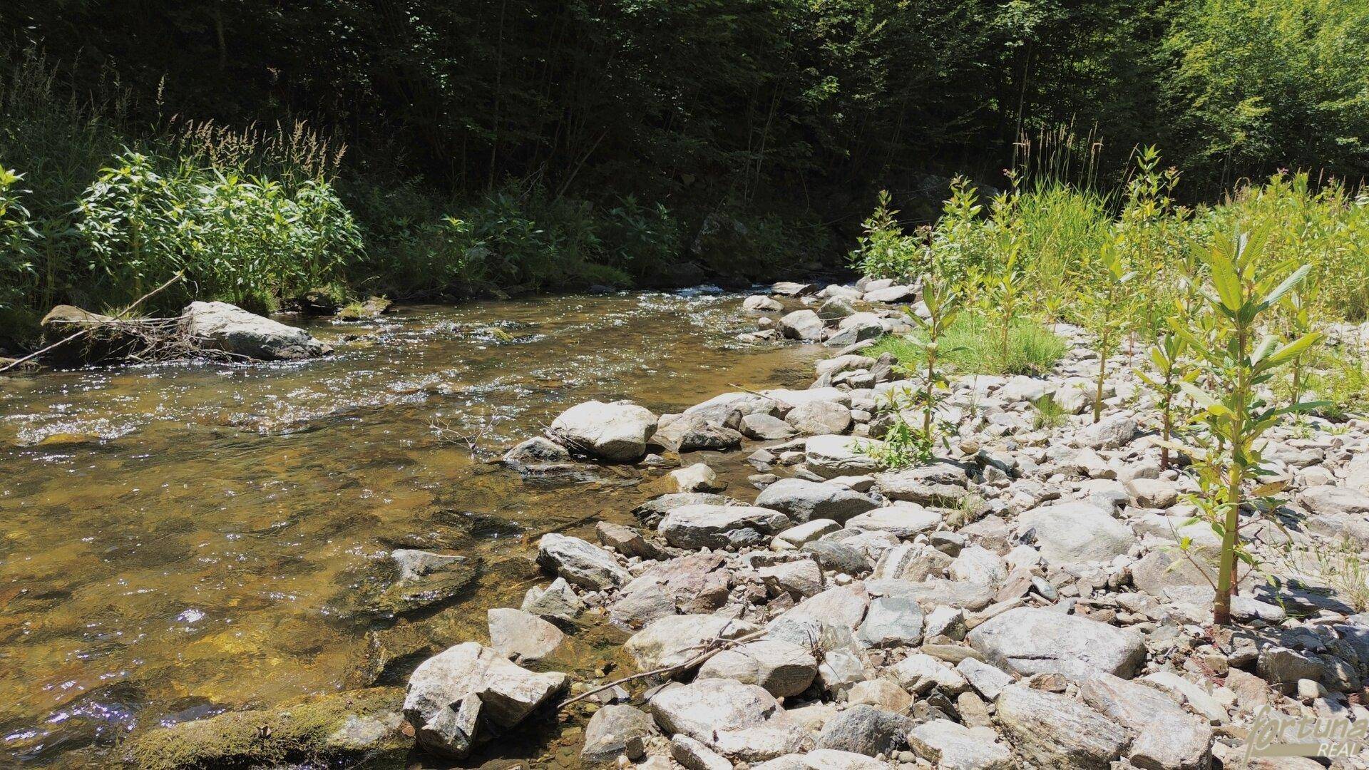 Nahaufnahme eines flachen, felsigen Flussbettes mit klarem Wasser und jungen Pflanzen am Ufer.