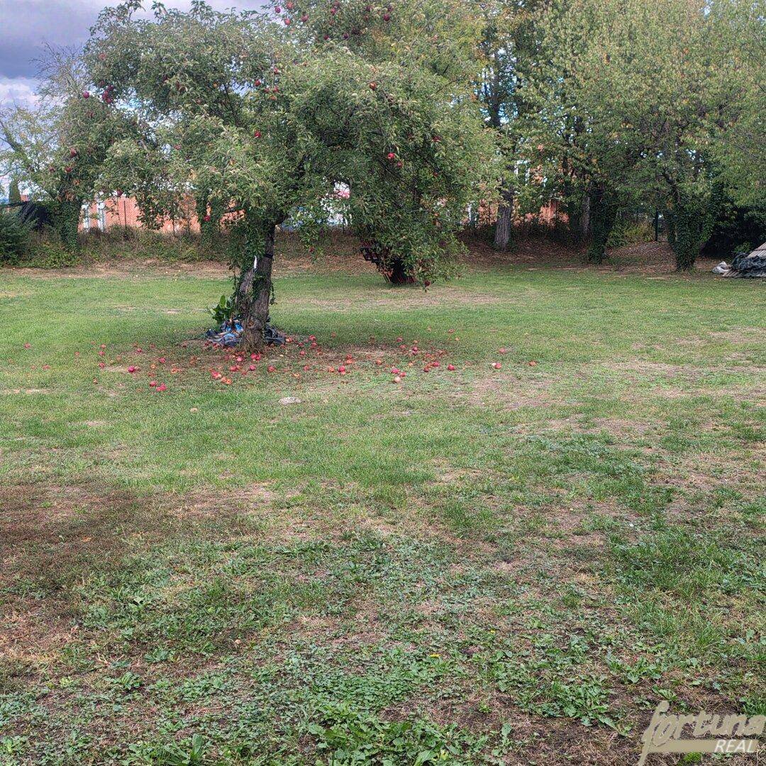 Große Rasenfläche mit einem Apfelbaum, dessen Früchte auf dem Boden liegen.