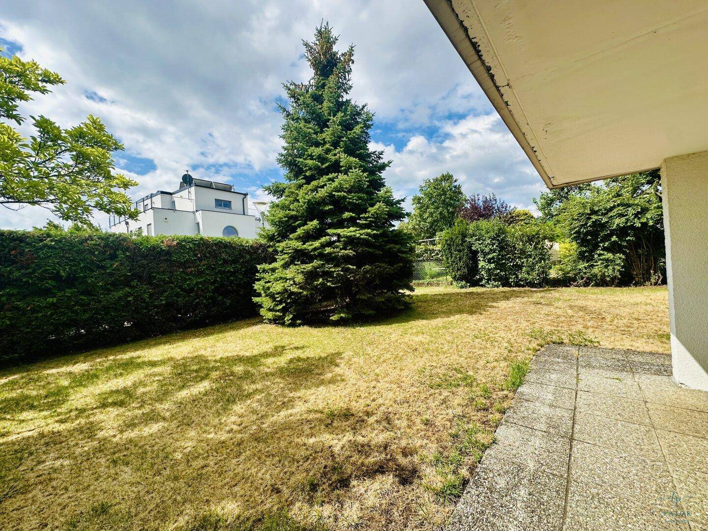 Gepflegter Gartenbereich mit Rasenfläche, hohen Hecken und einem großen Nadelbaum, ideal zum Entspannen.