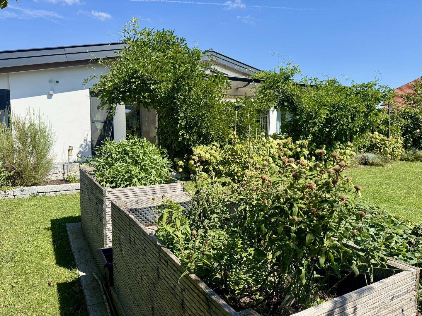 Erhöhte Hochbeete im Garten mit verschiedenen Pflanzen und dem modernen Haus im Hintergrund.