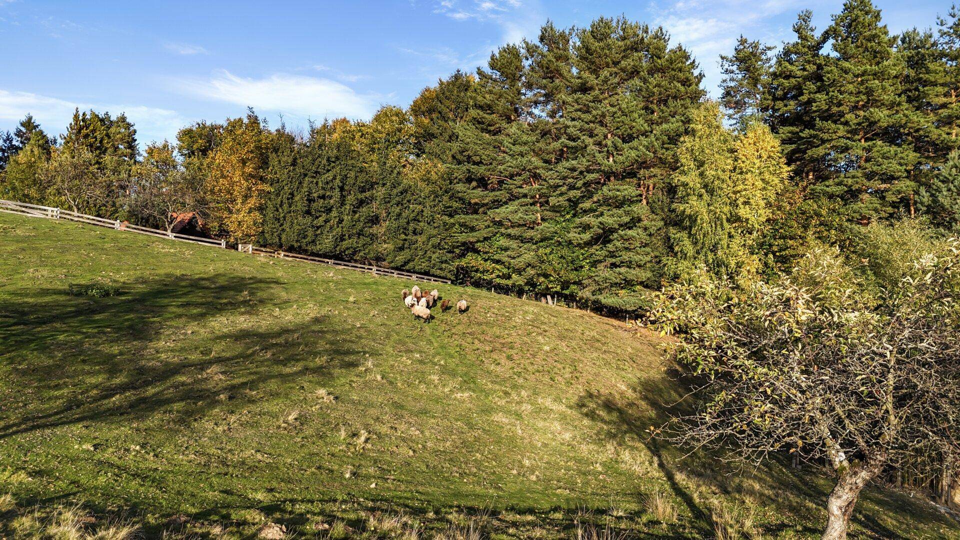 Grüne Hügellandschaft mit Schafen und dichtem Baumbestand unter blauem Himmel.