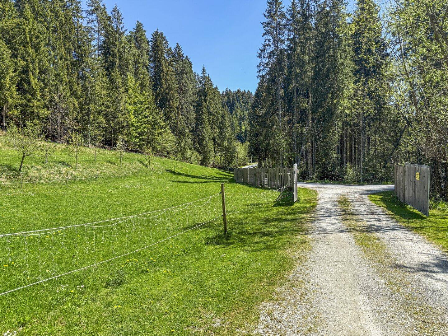 Landweg führt in einen Wald, umgeben von grünen Wiesen und einem Holzzaun.