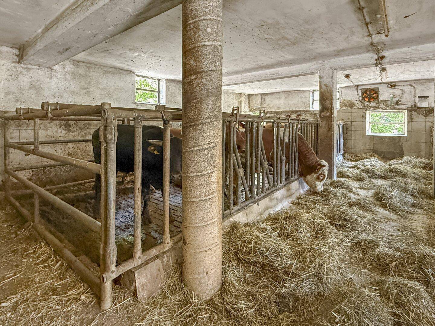 Stallbereich mit Tieren, Heu und einfachen Futtergittern in einem landwirtschaftlichen Gebäude.