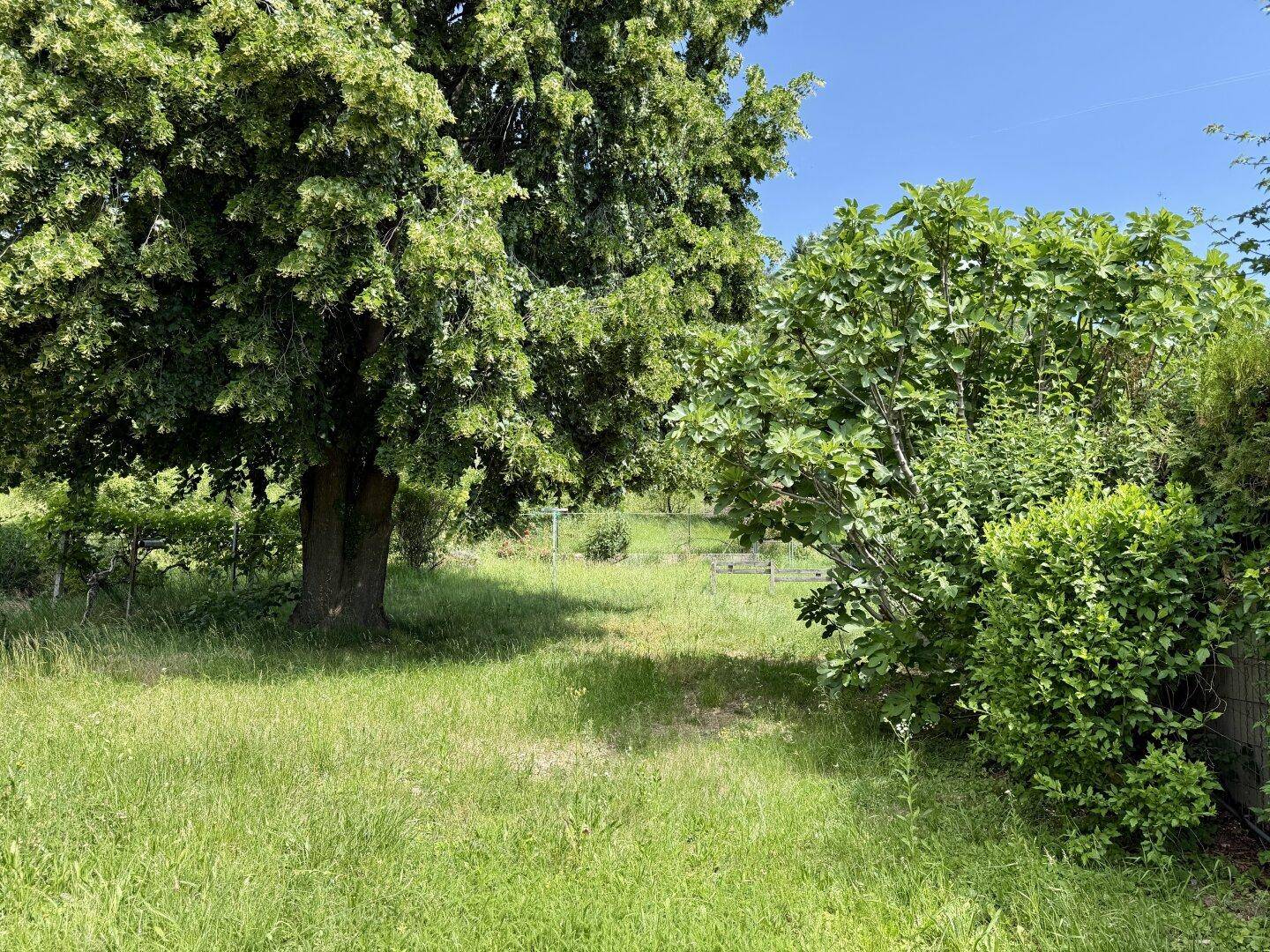 Weitläufiger Gartenbereich mit einem großen Baum, viel Grün und sonnigem Wetter.