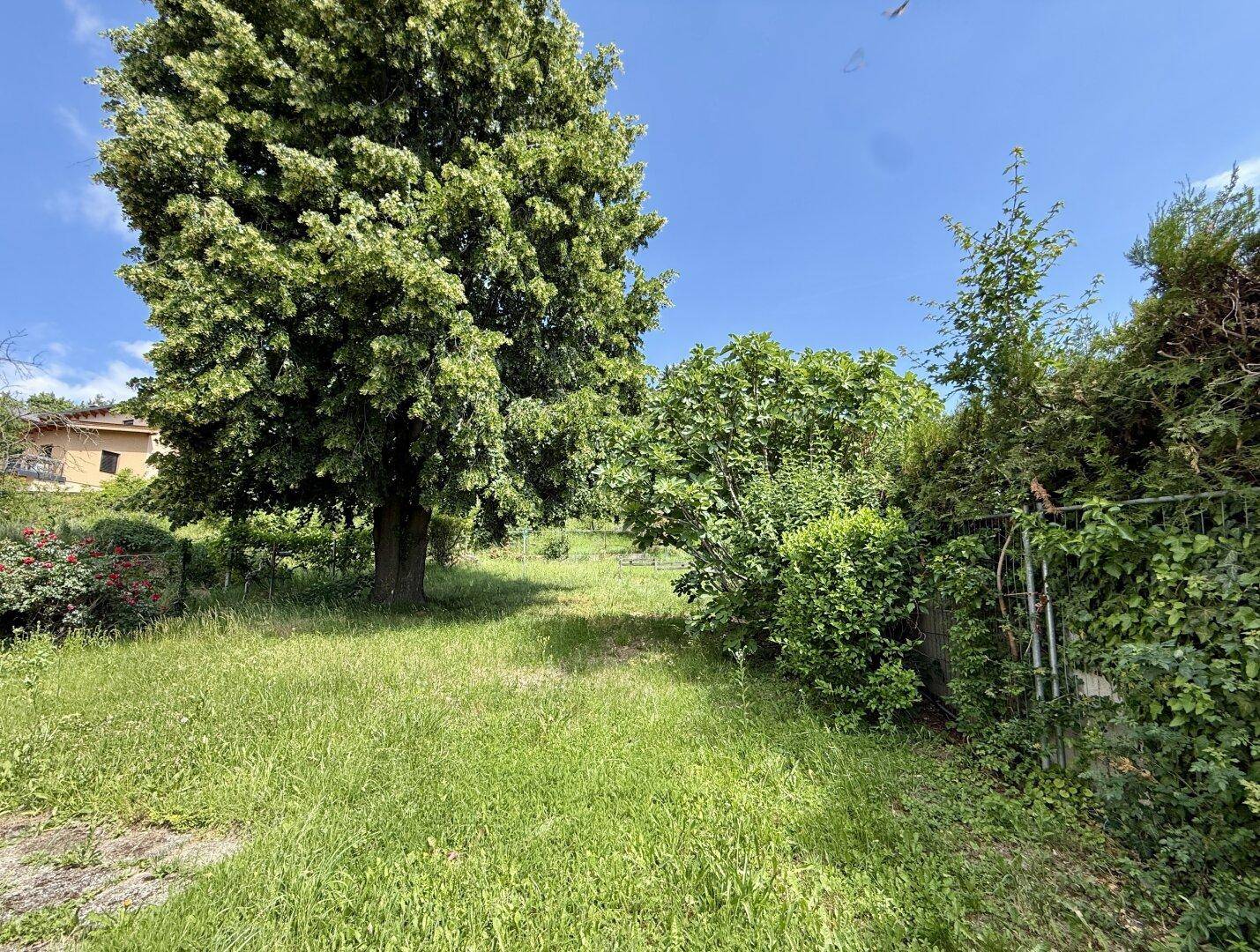 Weitläufiger Gartenbereich mit einem großen Baum, viel Grün und sonnigem Wetter.