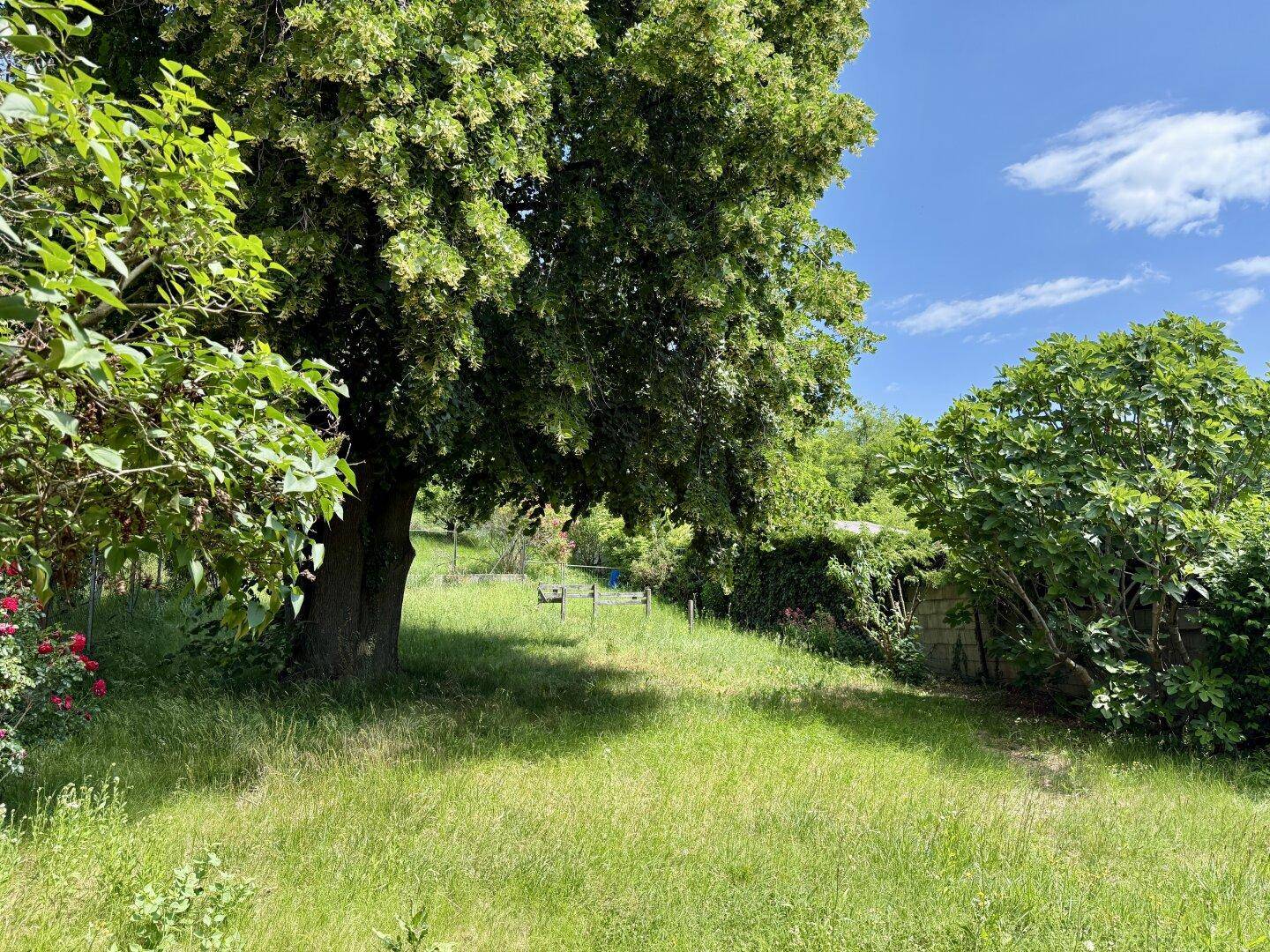 Weitläufiger Gartenbereich mit einem großen Baum, viel Grün und sonnigem Wetter.