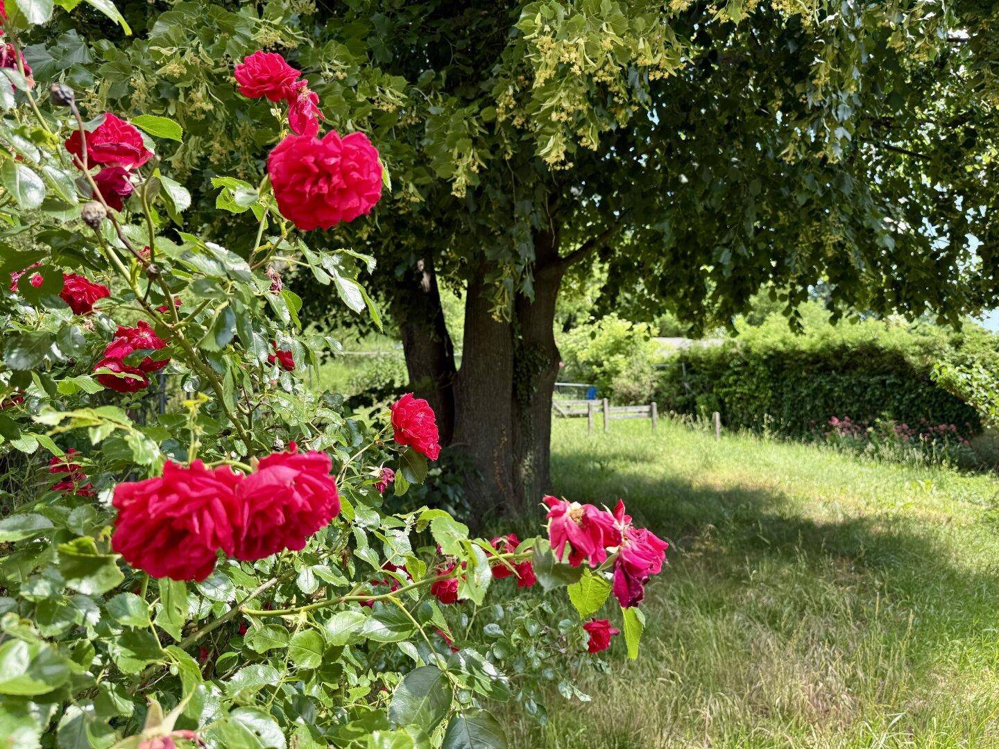 Nahaufnahme eines blühenden Rosenbusches in einem sonnigen Gartenbereich.