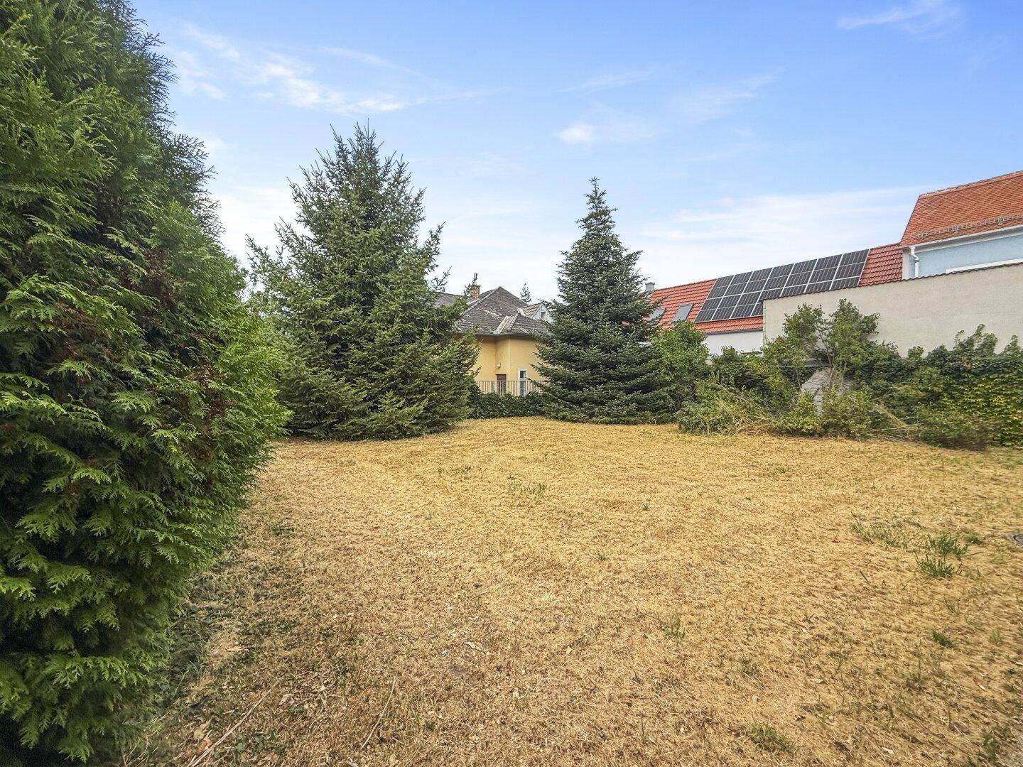 Großer, sonniger Gartenbereich mit Rasenfläche, Nadelbäumen und Blick auf benachbarte Häuser.