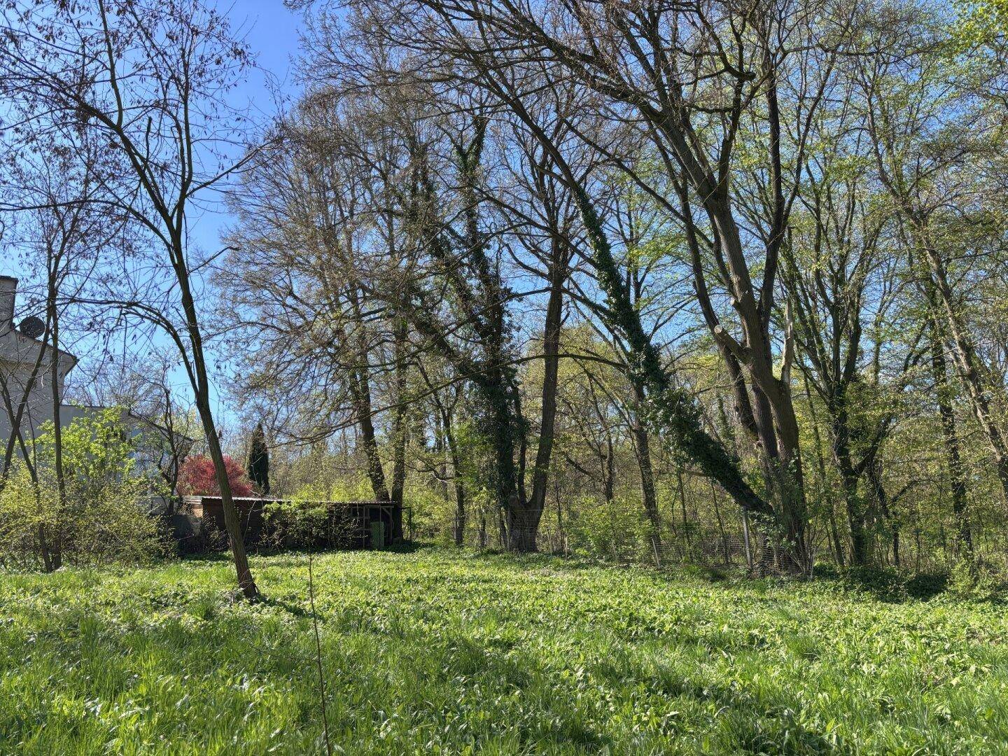 Natürliches Gartengrundstück mit altem Baumbestand und einem kleinen Schuppen.