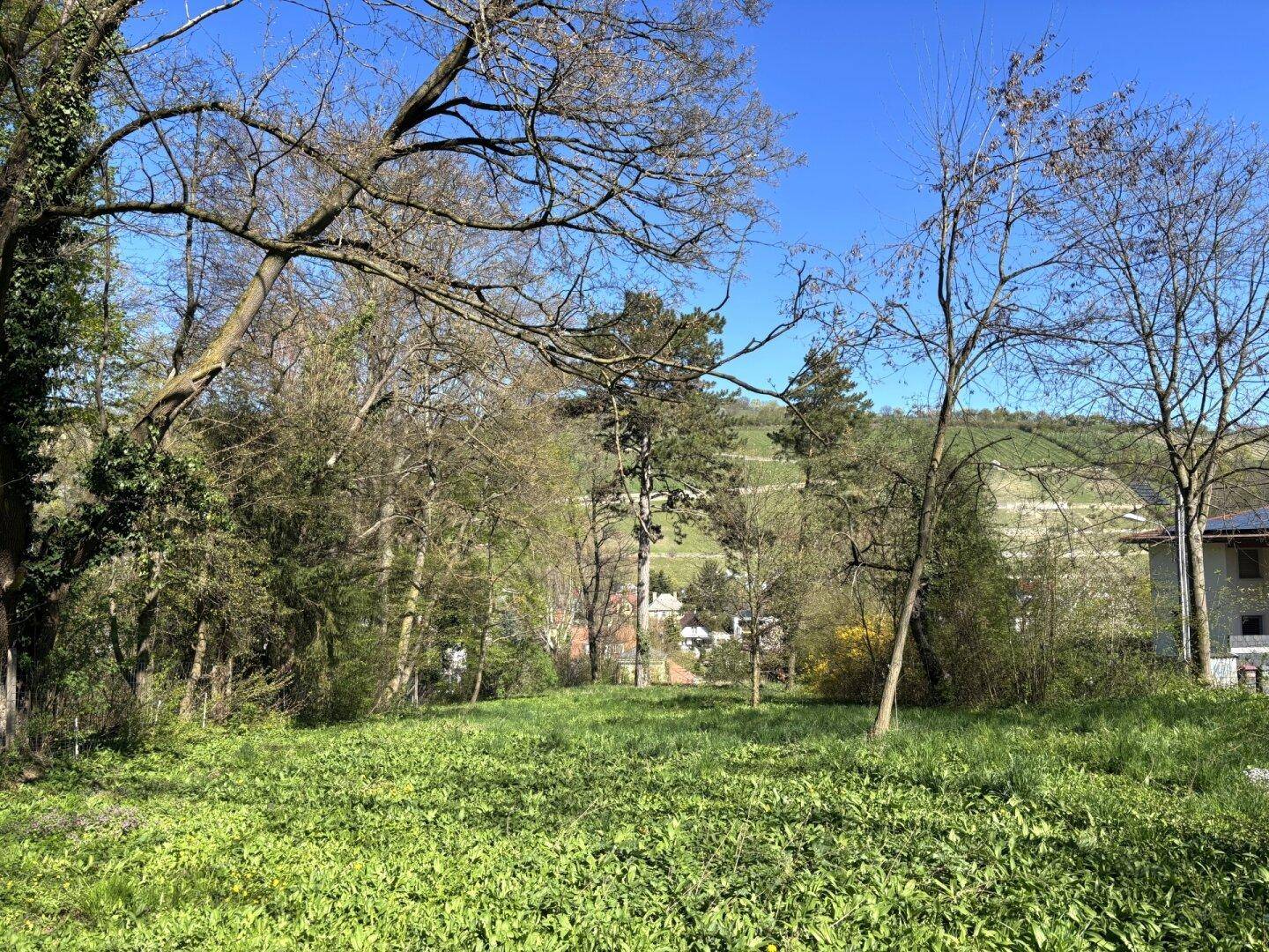 Grünes Grundstück mit Bäumen und Blick auf umliegende Häuser und Weinberge.