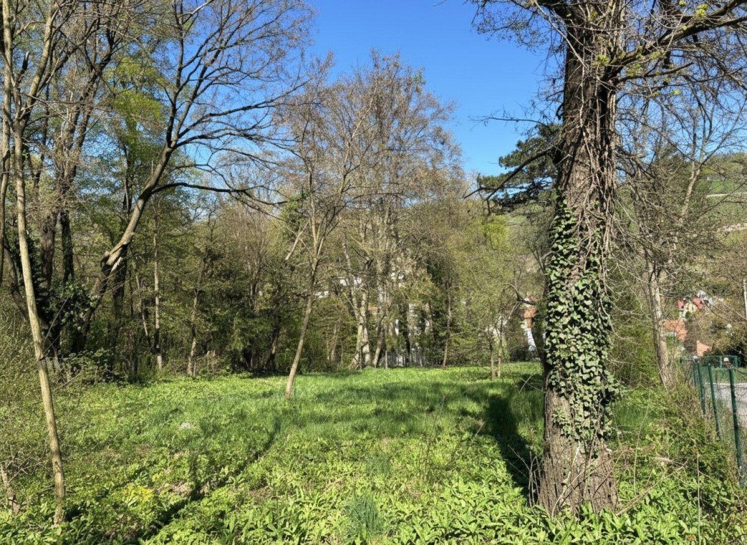 Sonniges Gartengrundstück mit altem Baumbestand und Blick auf die Umgebung.