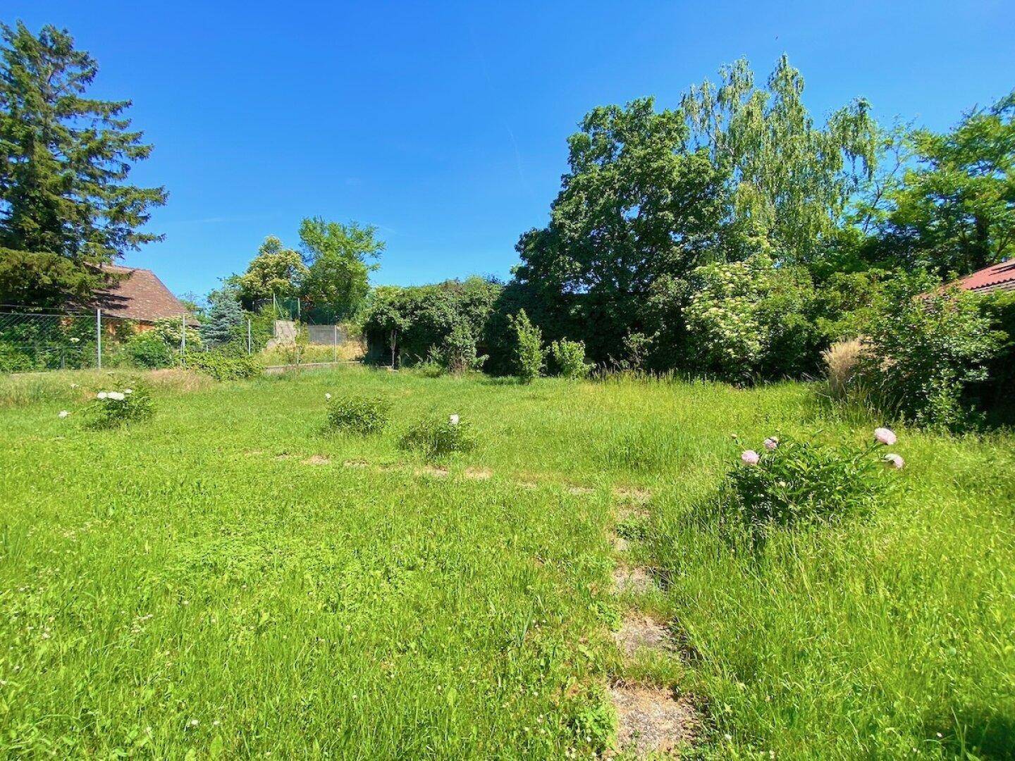 Große Rasenfläche im Garten mit Bäumen und Sträuchern im Hintergrund unter blauem Himmel.