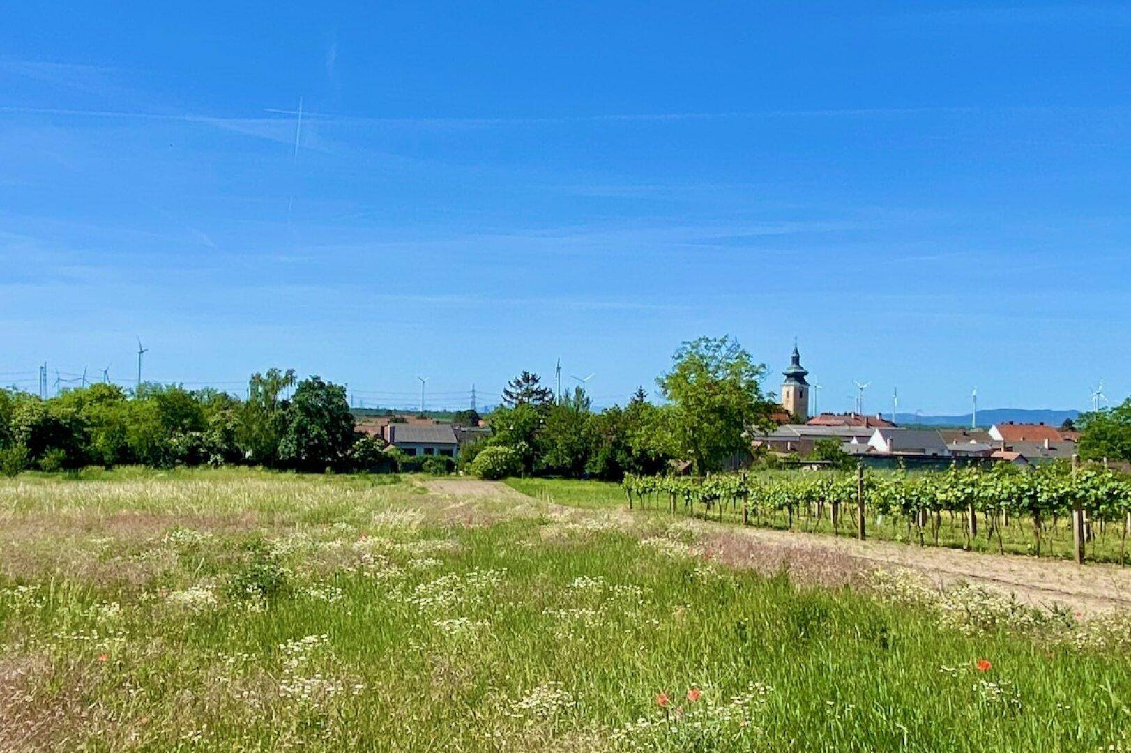 Weite Landschaft mit blühenden Wiesen, Weinreben und einem Dorf mit Kirchturm im Hintergrund.