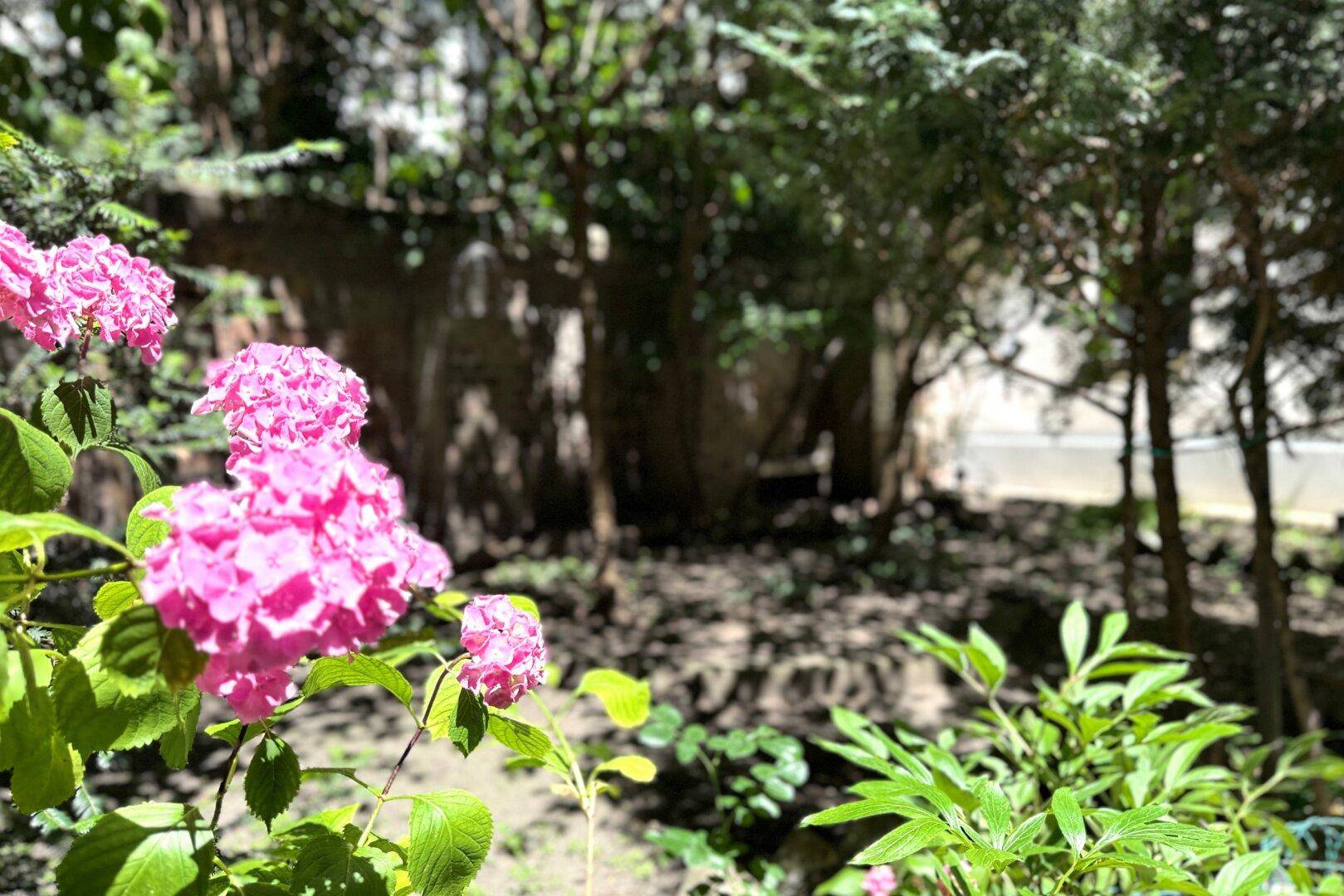 Nahaufnahme von leuchtend rosa Hortensienblüten in einem grünen Gartenbereich.