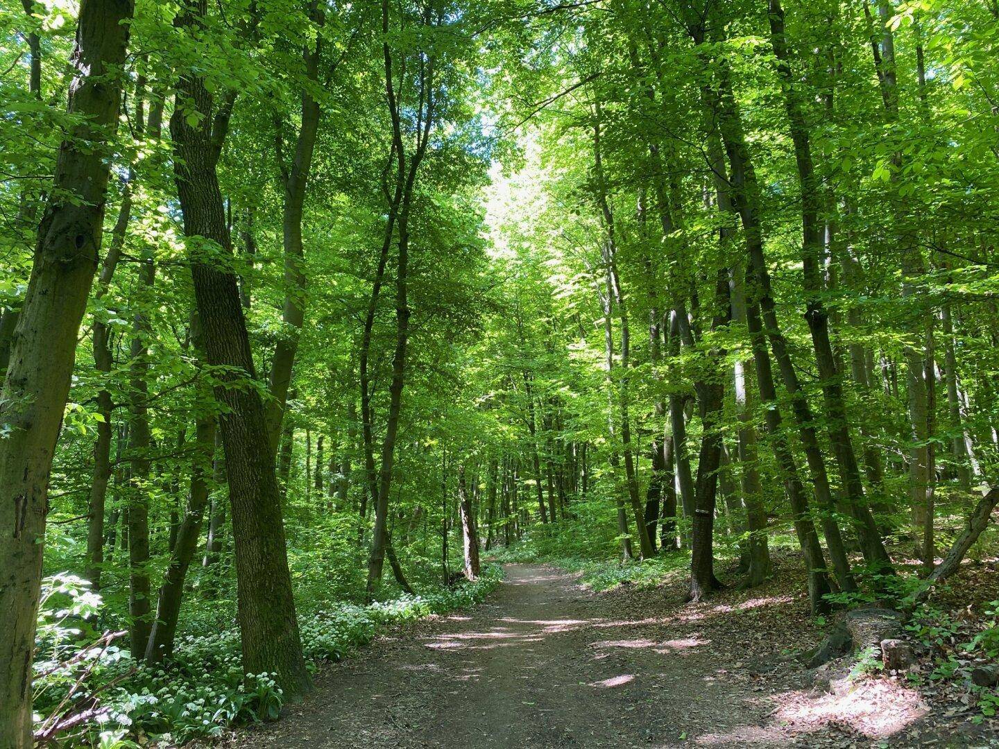 Waldweg umgeben von dichtem Grün und hohen Bäumen an einem sonnigen Tag.