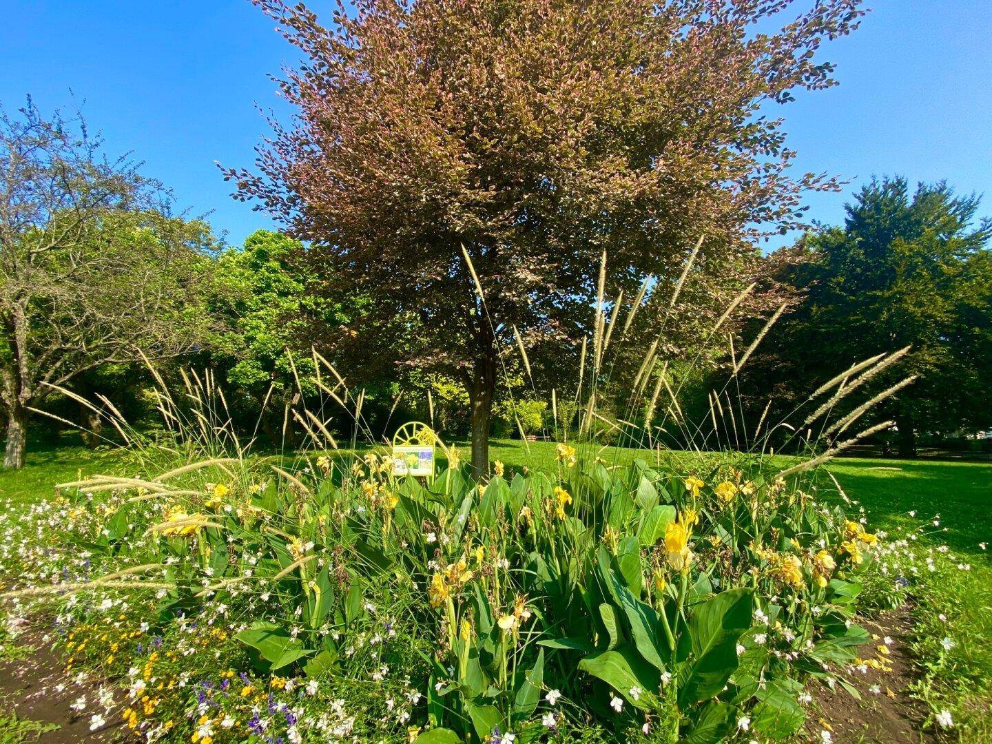 Blumenbeet mit gelben Blüten und Ziergräsern unter einem Baum in einem sonnigen Park.