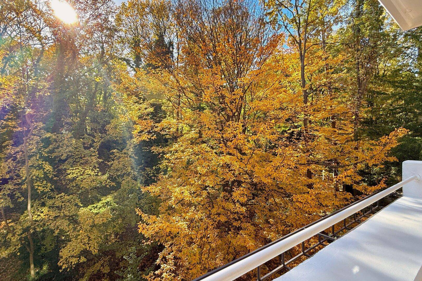 Sonniger Ausblick vom Balkon auf das leuchtende Herbstlaub der Bäume in der Umgebung.