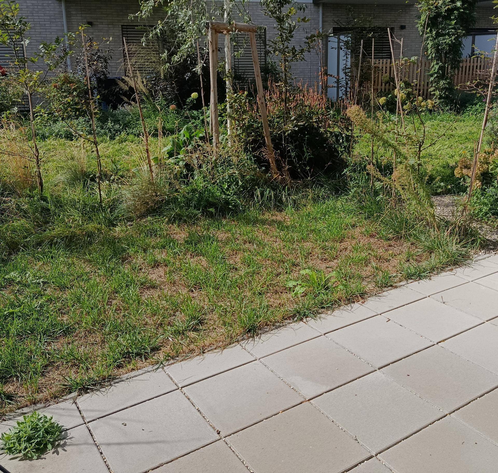 Kleiner Gartenbereich mit Rasenfläche und jungen Pflanzen neben einer gepflasterten Terrasse.