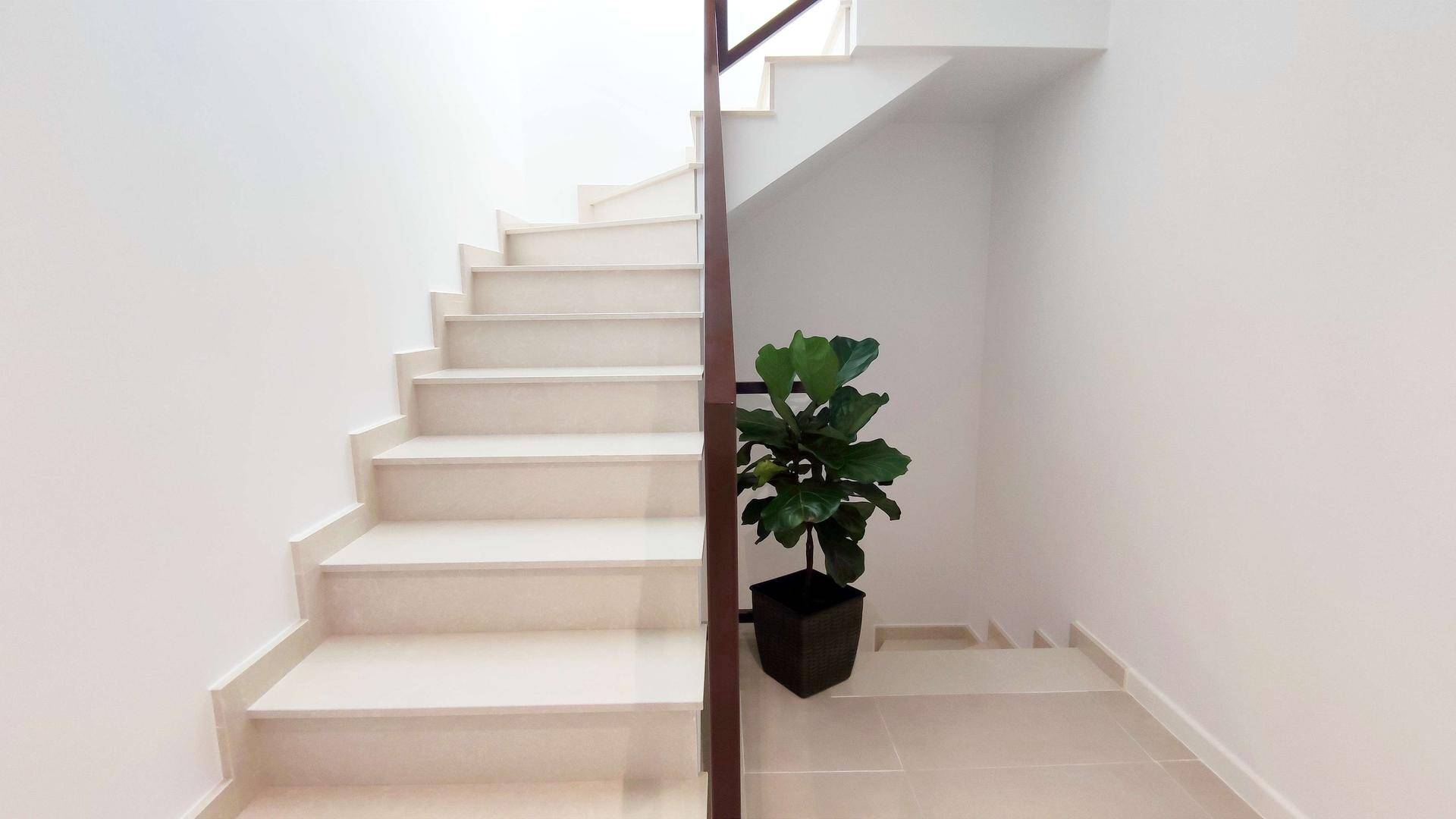 Moderne Treppe mit weiß gestrichenen Wänden und einer dekorativen Pflanze.