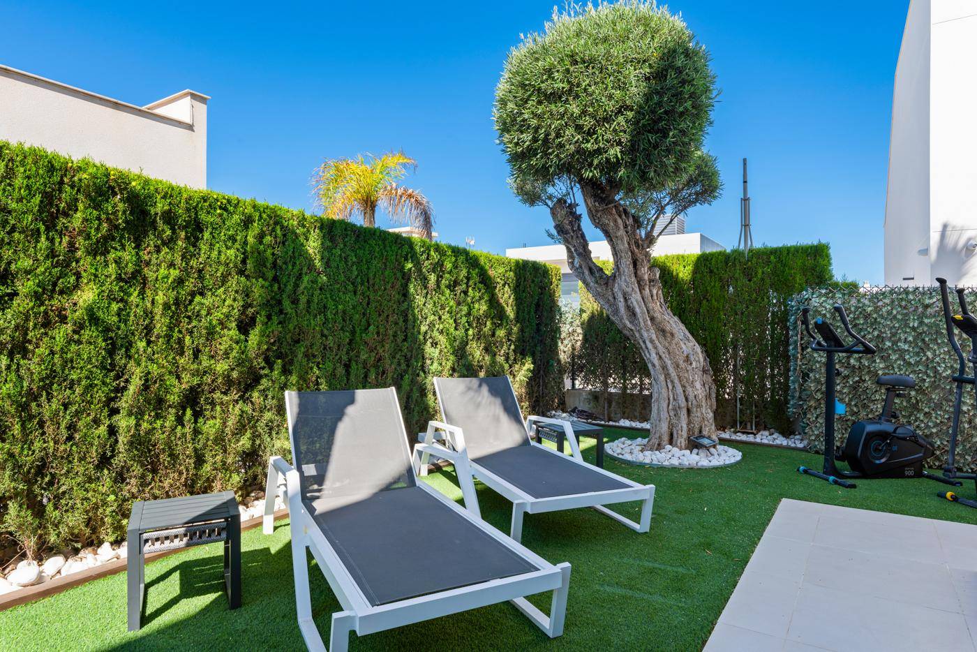 Gemütlicher Gartenbereich mit Liegestühlen, einem alten Olivenbaum und hoher Hecke für Privatsphäre.