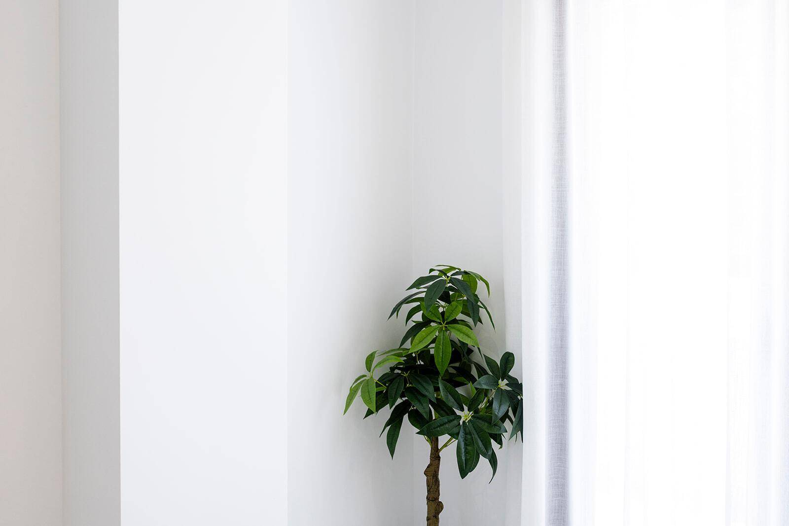 Helle Wand mit einer grünen Pflanze und Vorhängen, die natürliches Licht hereinlassen.